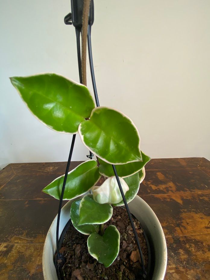Hoya carnosa Krimson Queen grown at the nursery