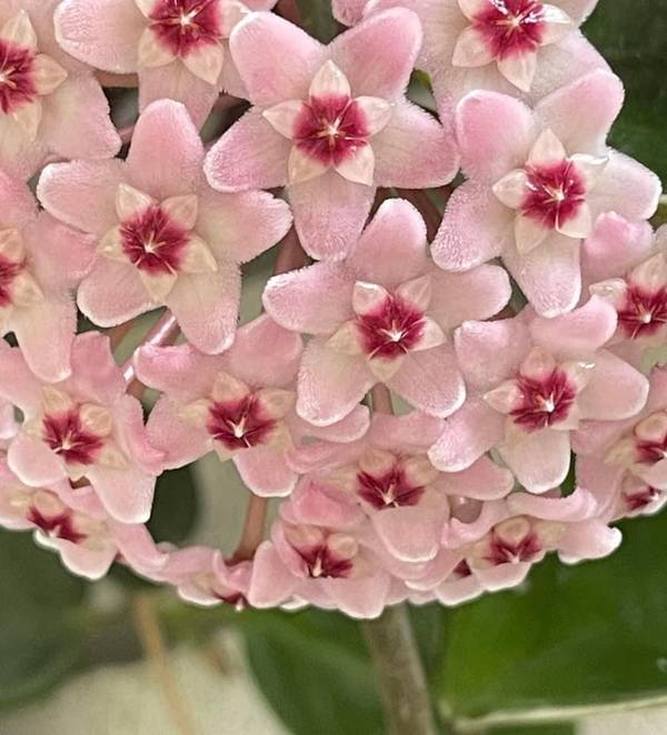 Hoya carnosa Krimson Queen, photo 2