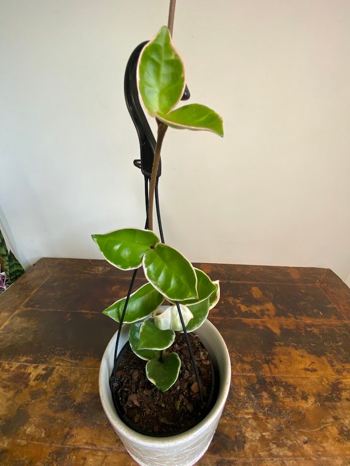 Hoya carnosa Krimson Queen, photo 3