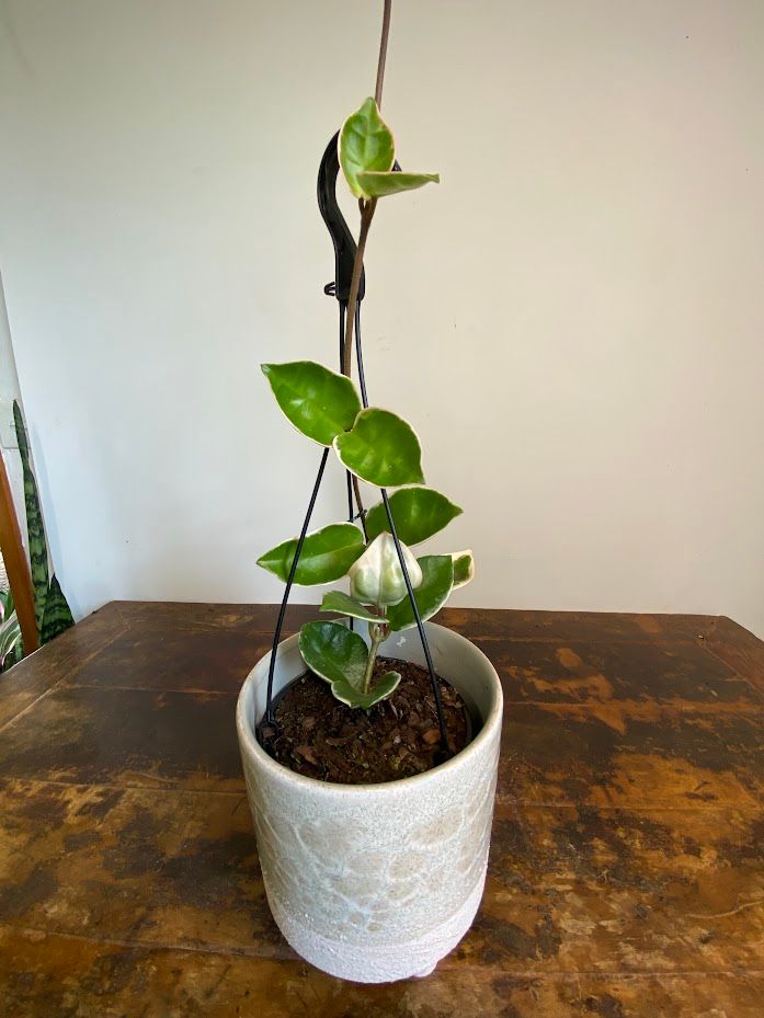 Hoya carnosa Krimson Queen, photo 4