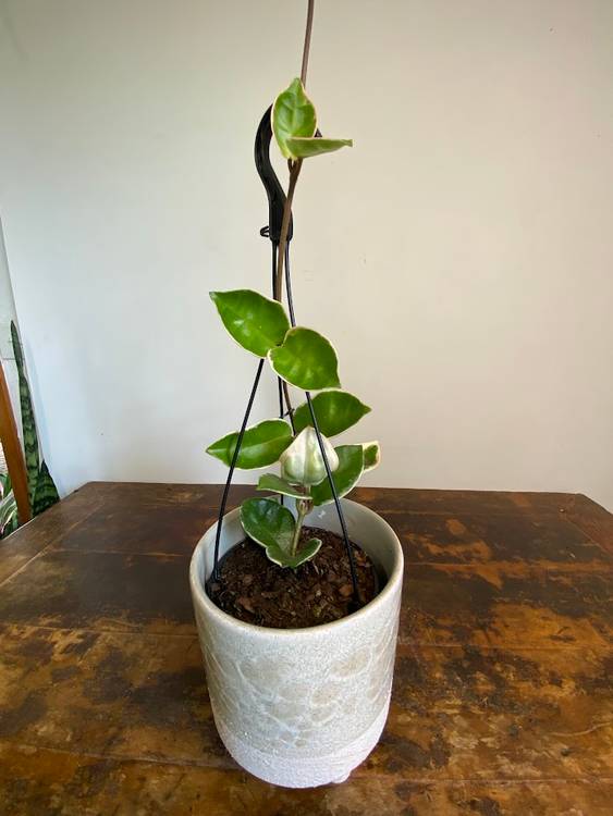 Hoya carnosa Krimson Queen, photo 4