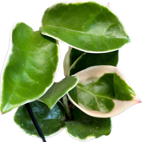 Hoya carnosa Krimson Queen, photo 6