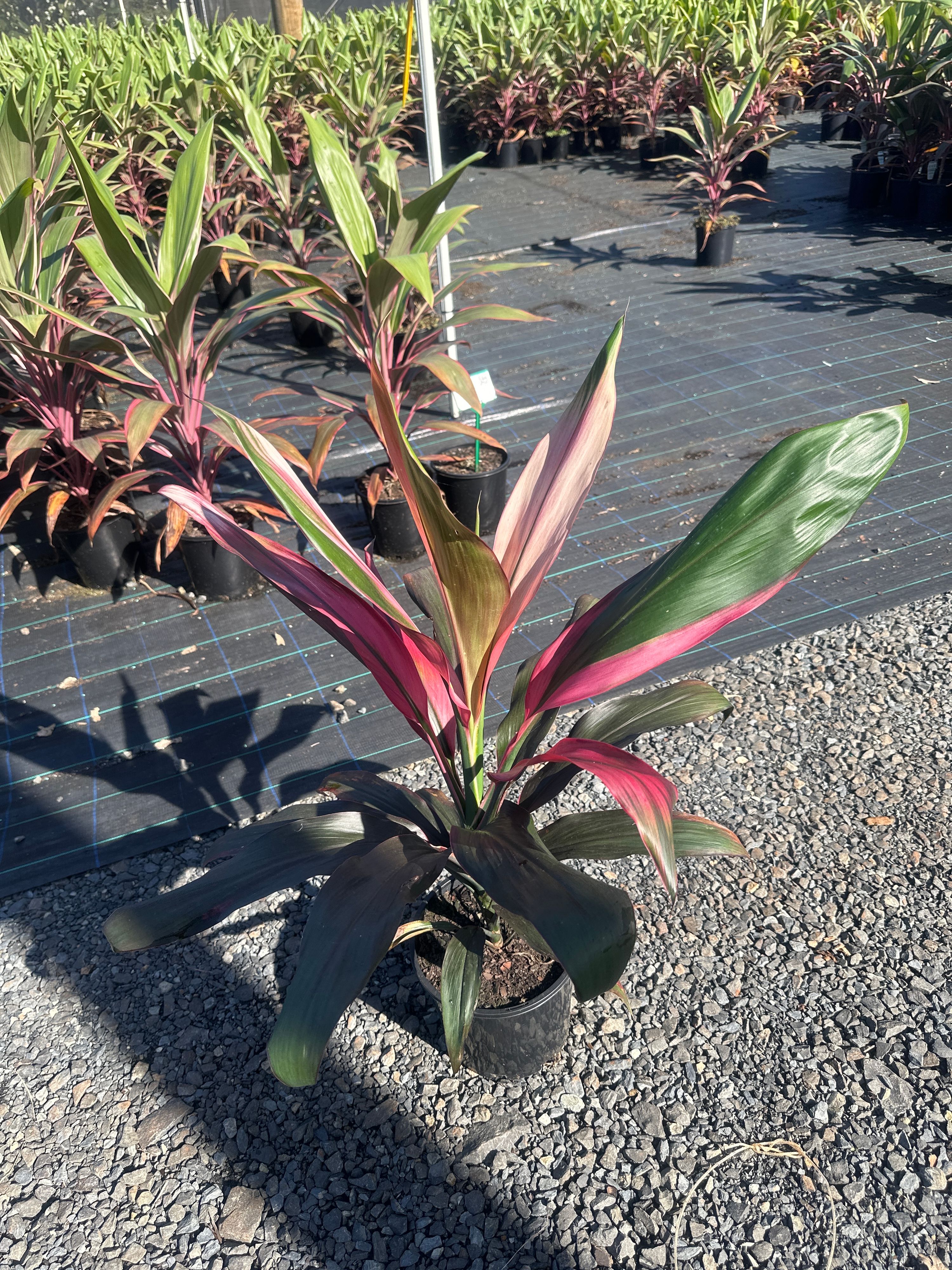 Cordyline fruticosa Cobra grown at the nursery