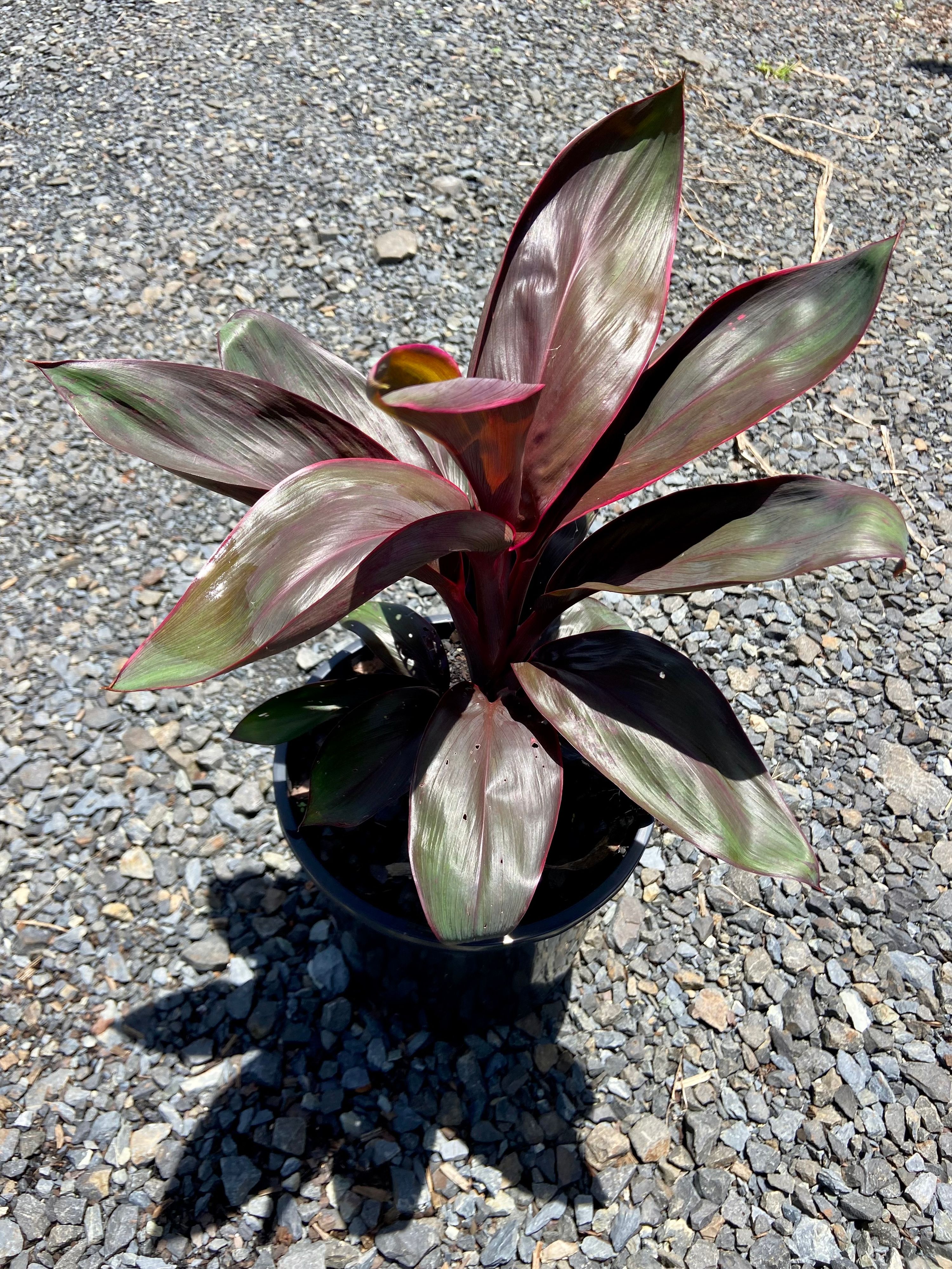 Cordyline fruticosa Dr Brown grown at the nursery