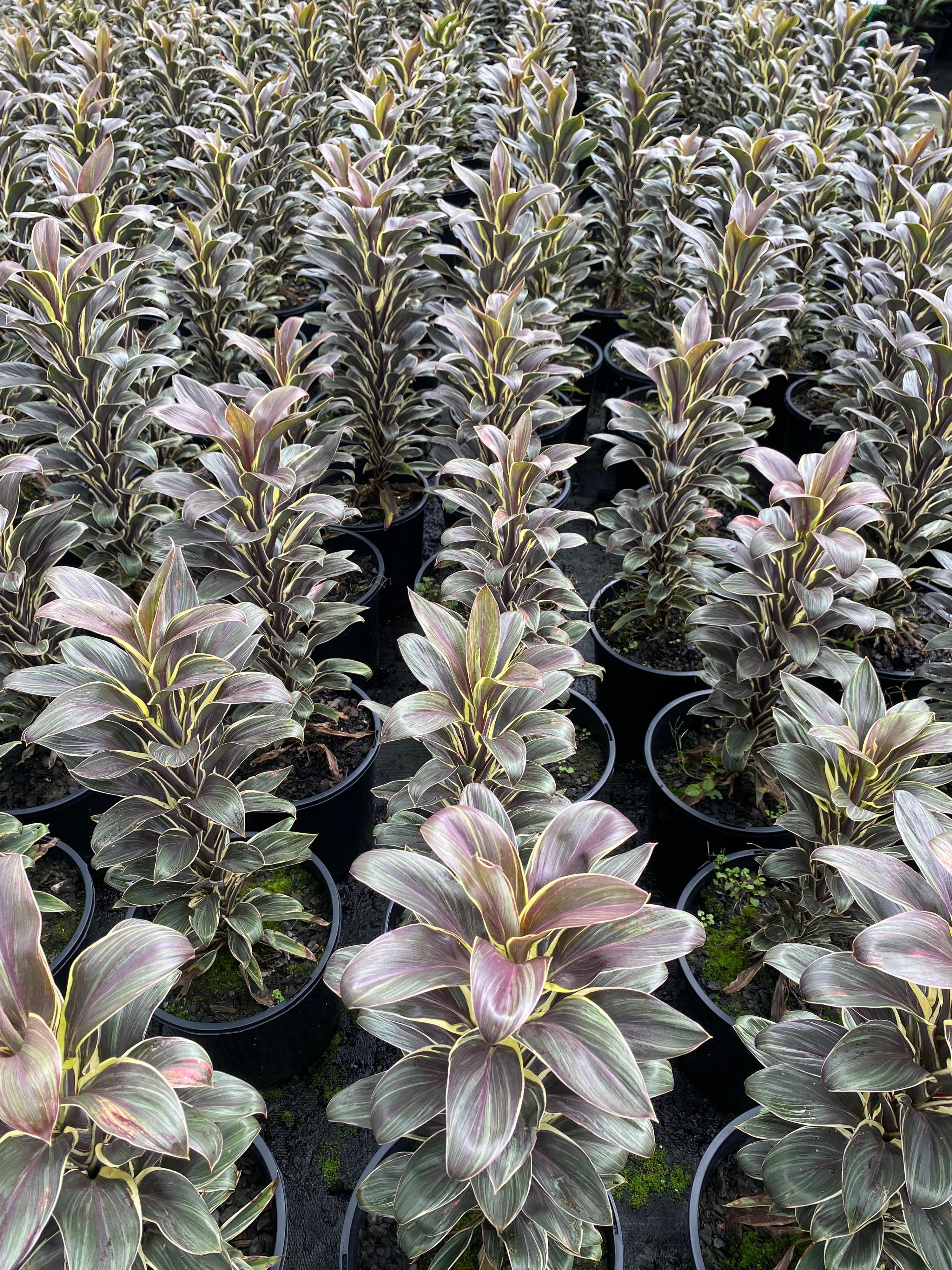 Cordyline fruticosa Coffee Compacta grown at the nursery