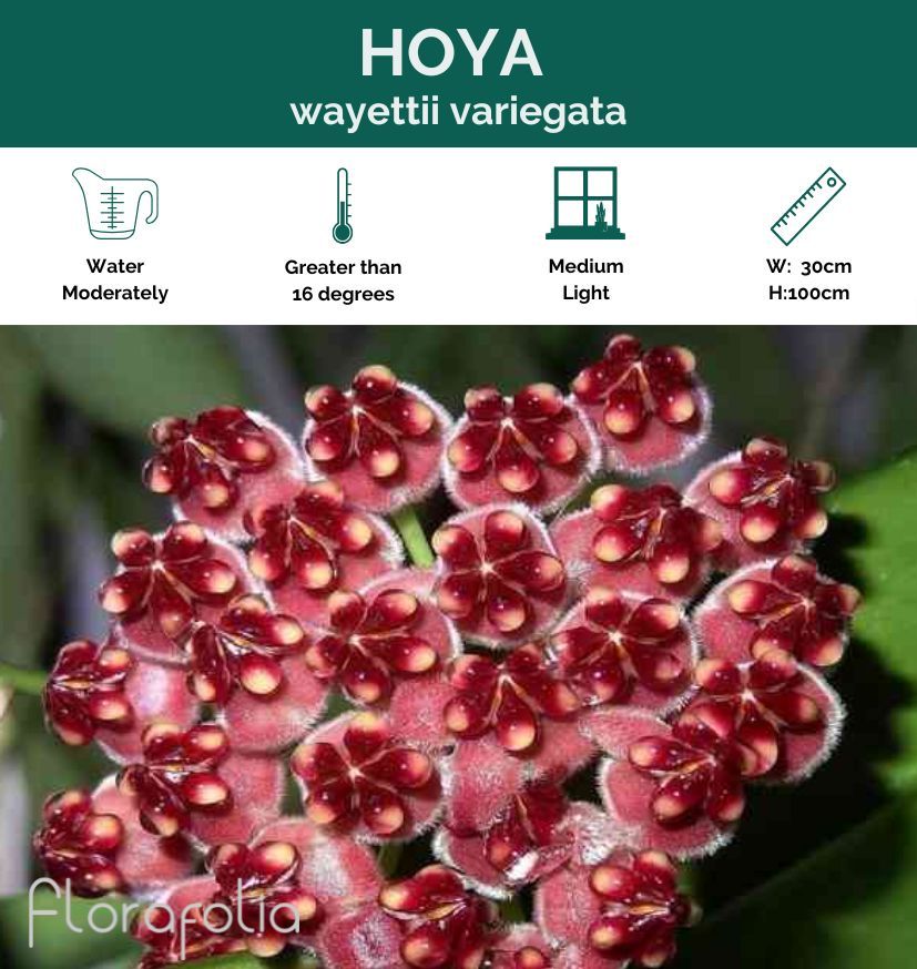 Hoya wayettii variegata, photo 2