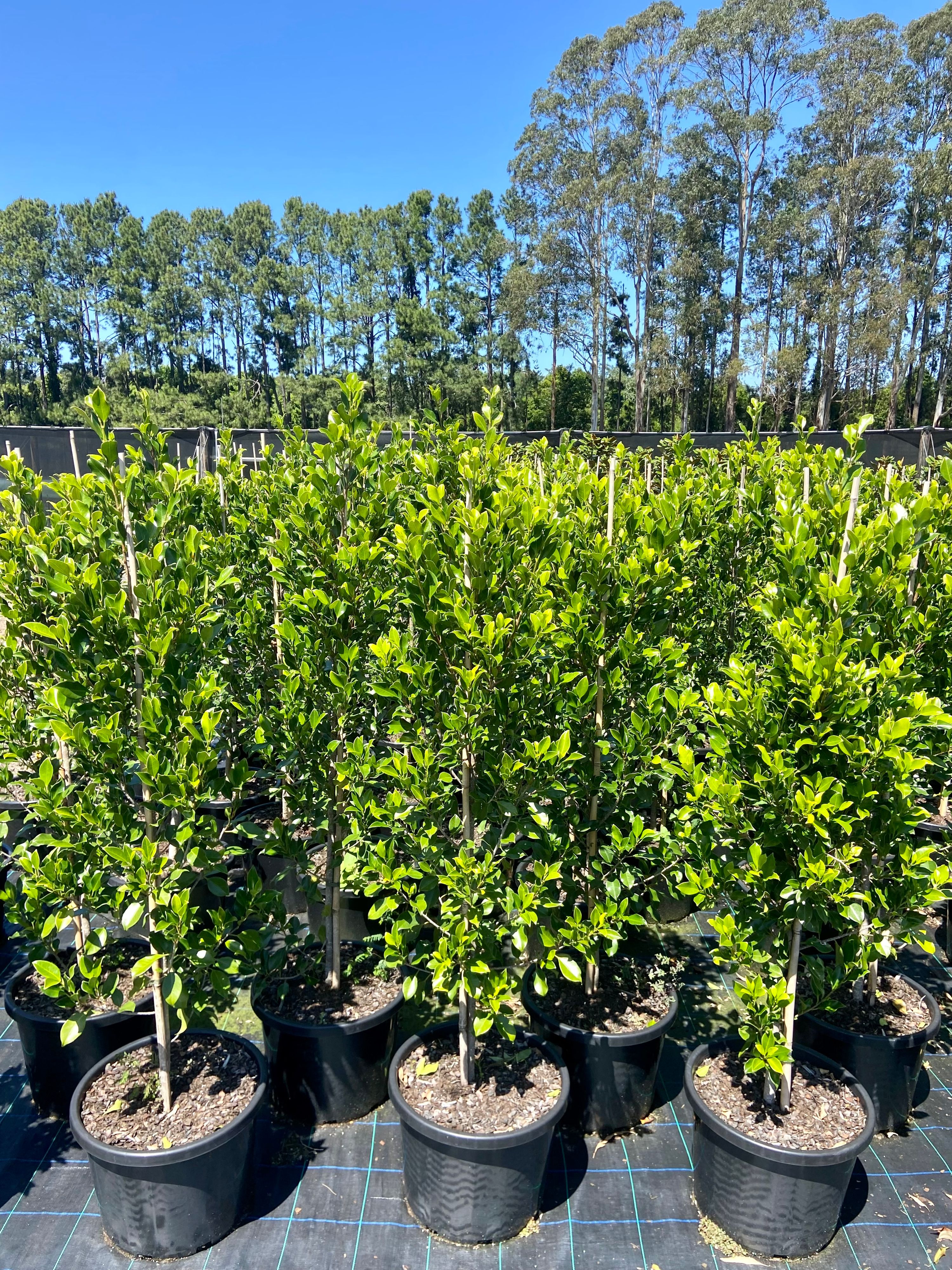 Ficus microcarpa Flash grown at the nursery