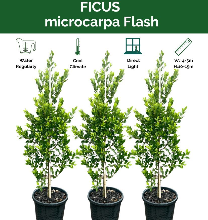 Ficus microcarpa Flash, photo 2