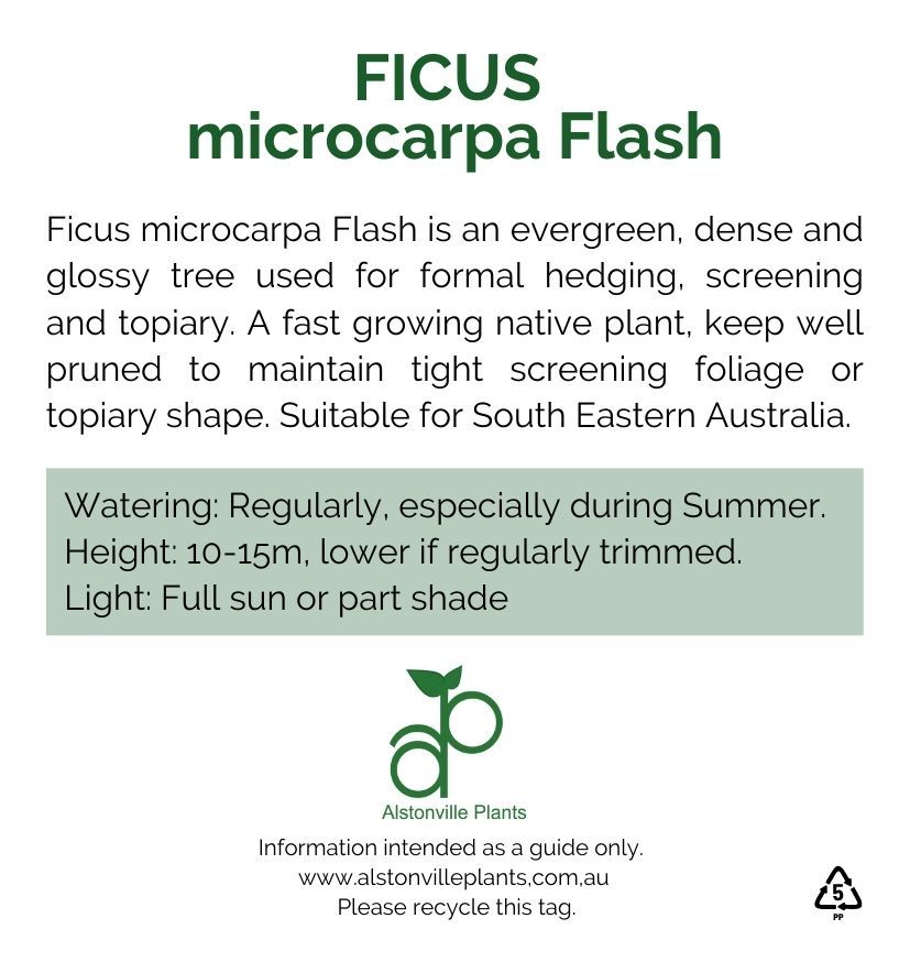 Ficus microcarpa Flash, photo 3