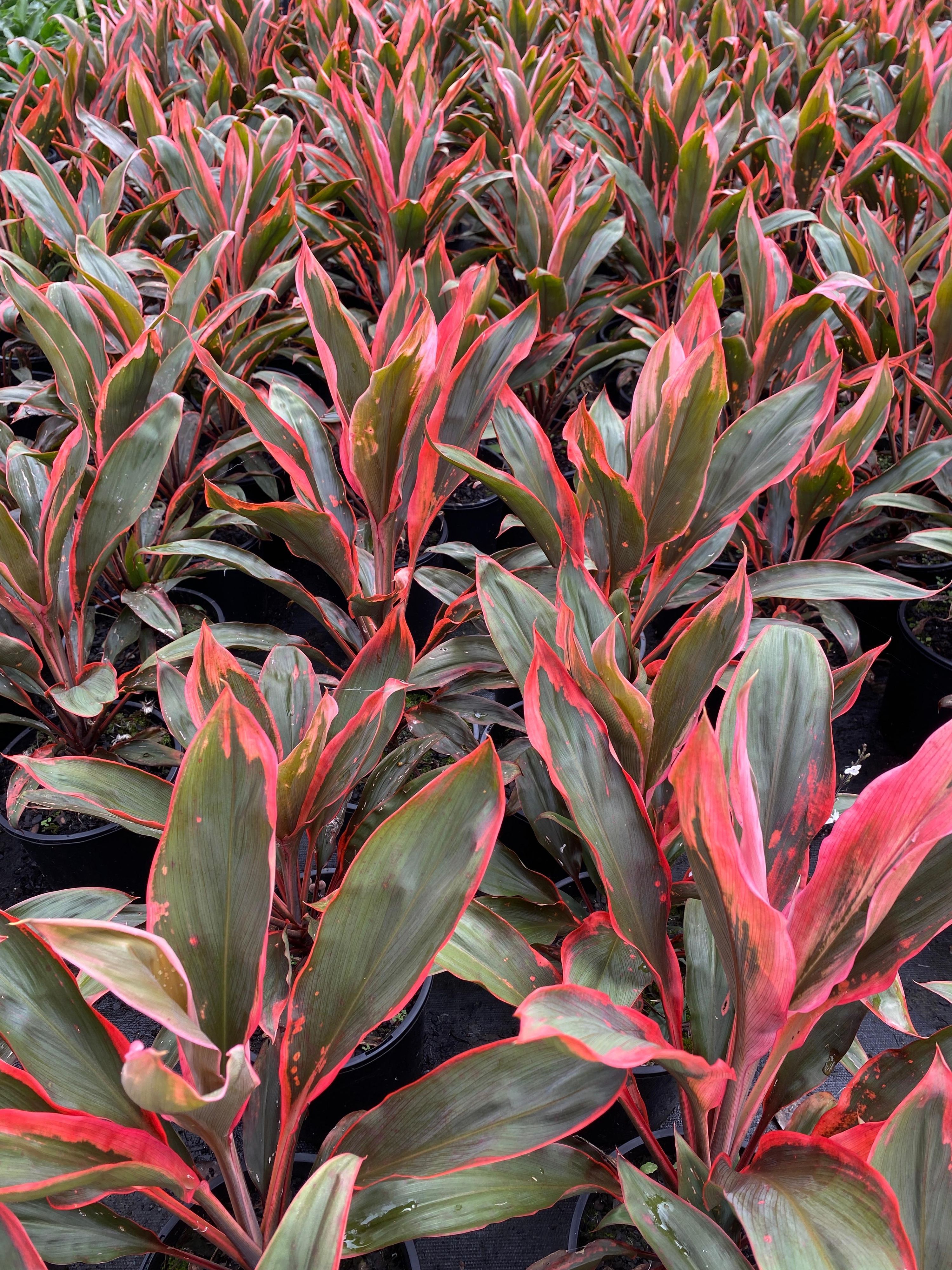 Cordyline fruticosa Tangelo, photo 6