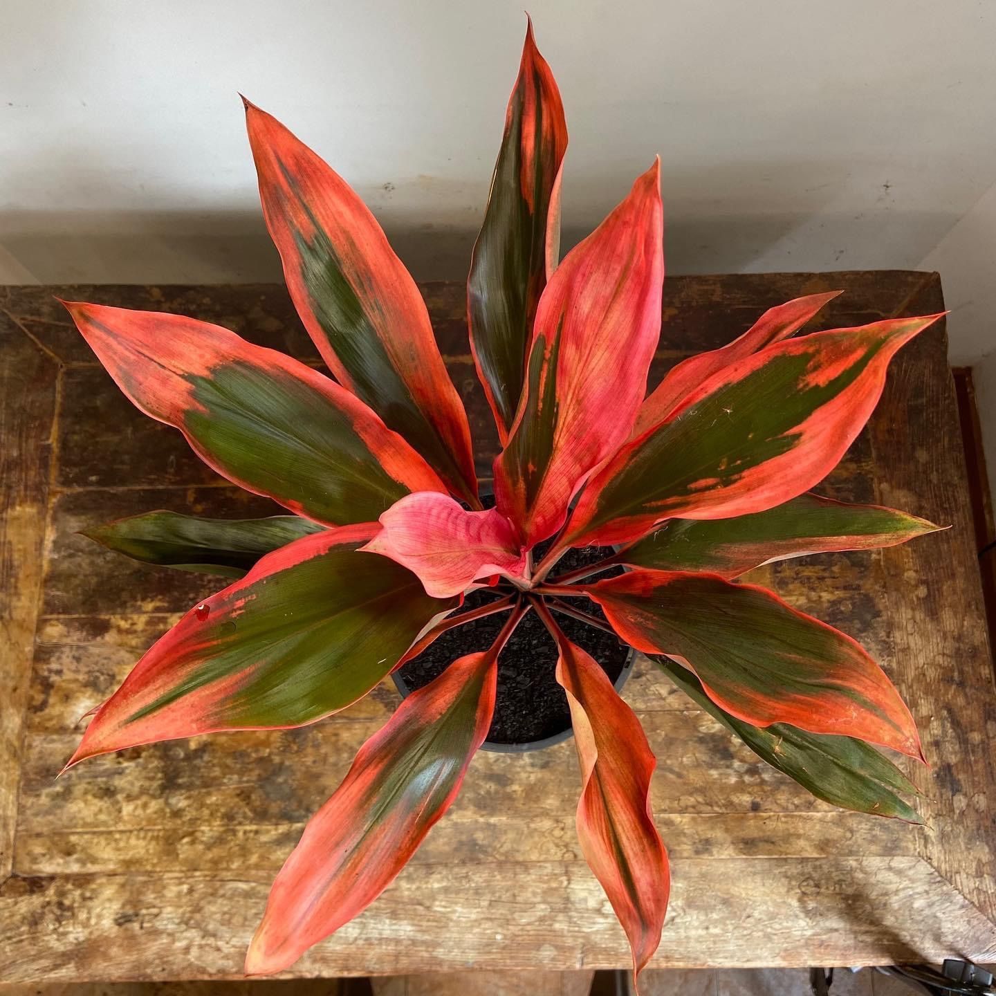 Cordyline fruticosa Tangelo, photo 5