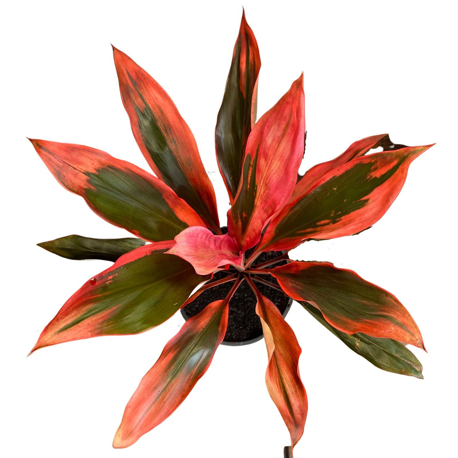 Cordyline fruticosa Tangelo, photo 3