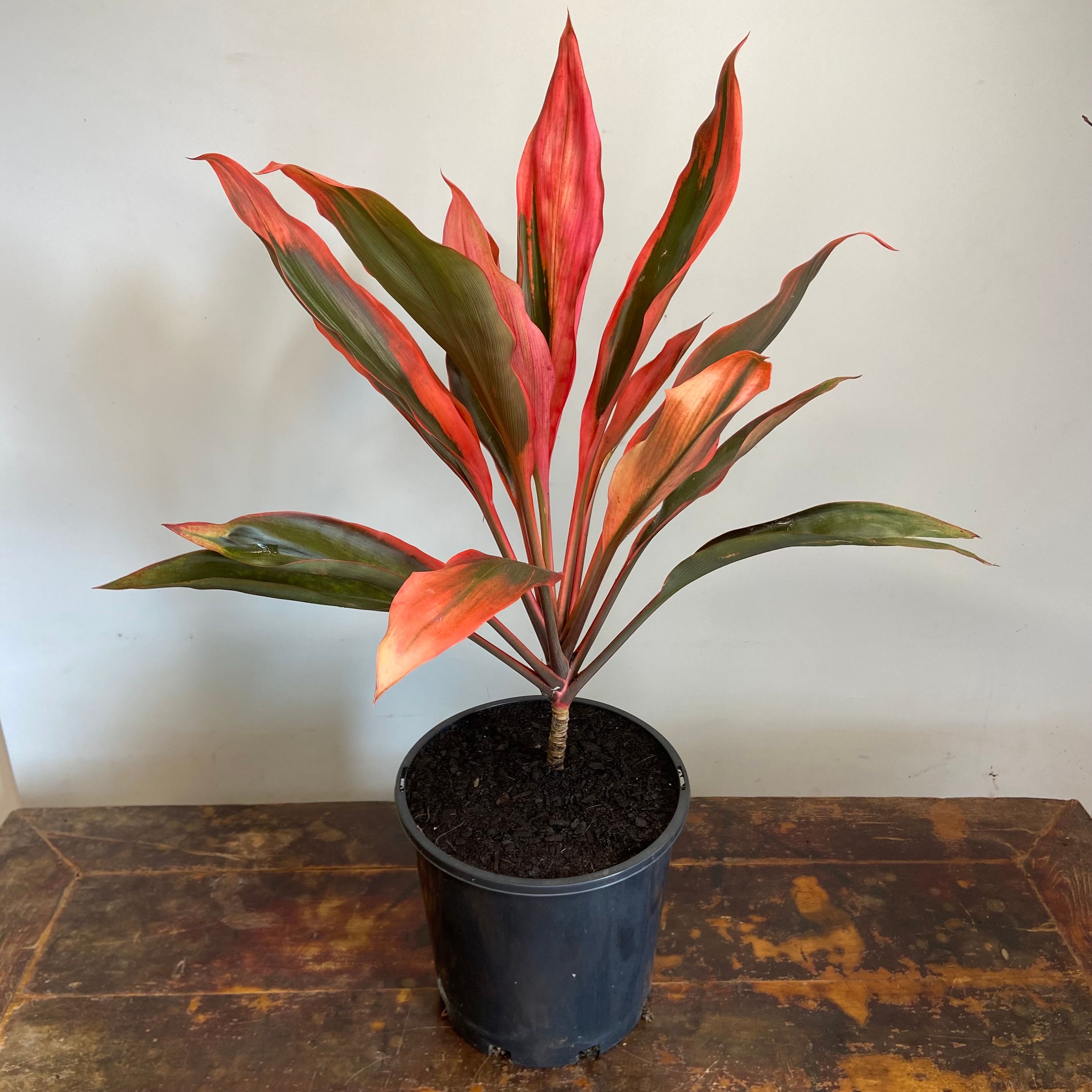 Cordyline fruticosa Tangelo grown at the nursery