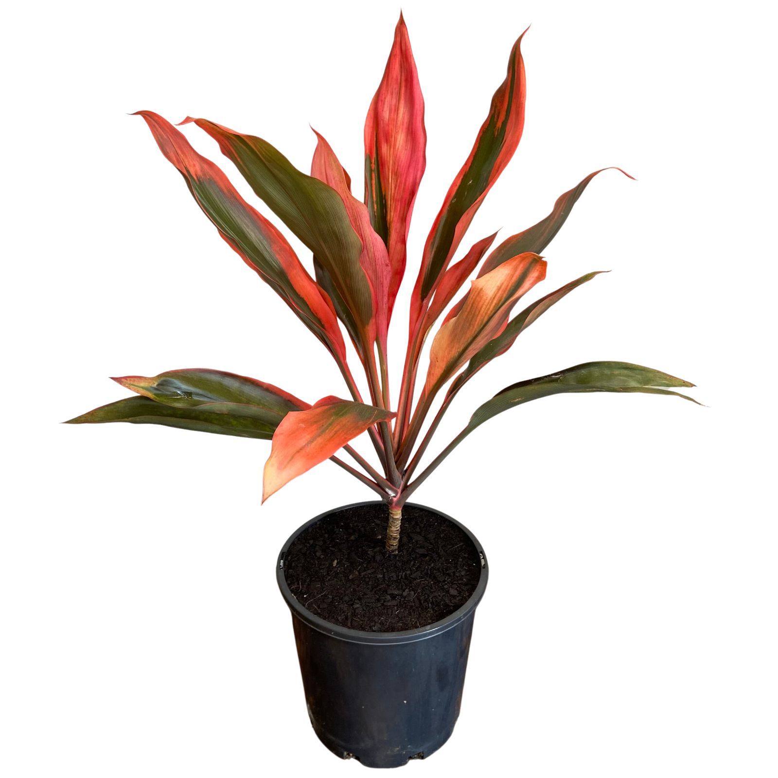 Cordyline fruticosa Tangelo, photo 4