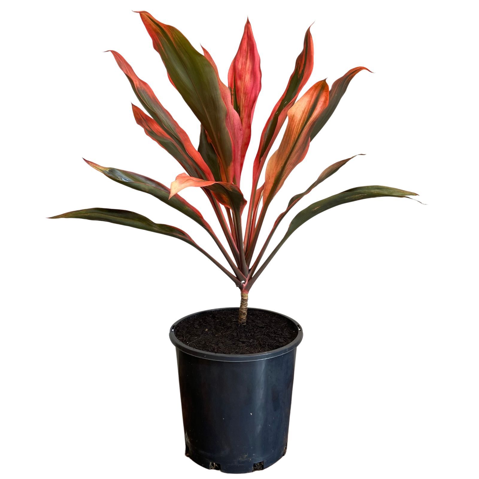 Cordyline fruticosa Tangelo, photo 2