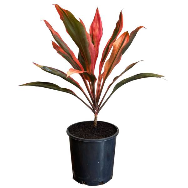 Cordyline fruticosa Tangelo, photo 2