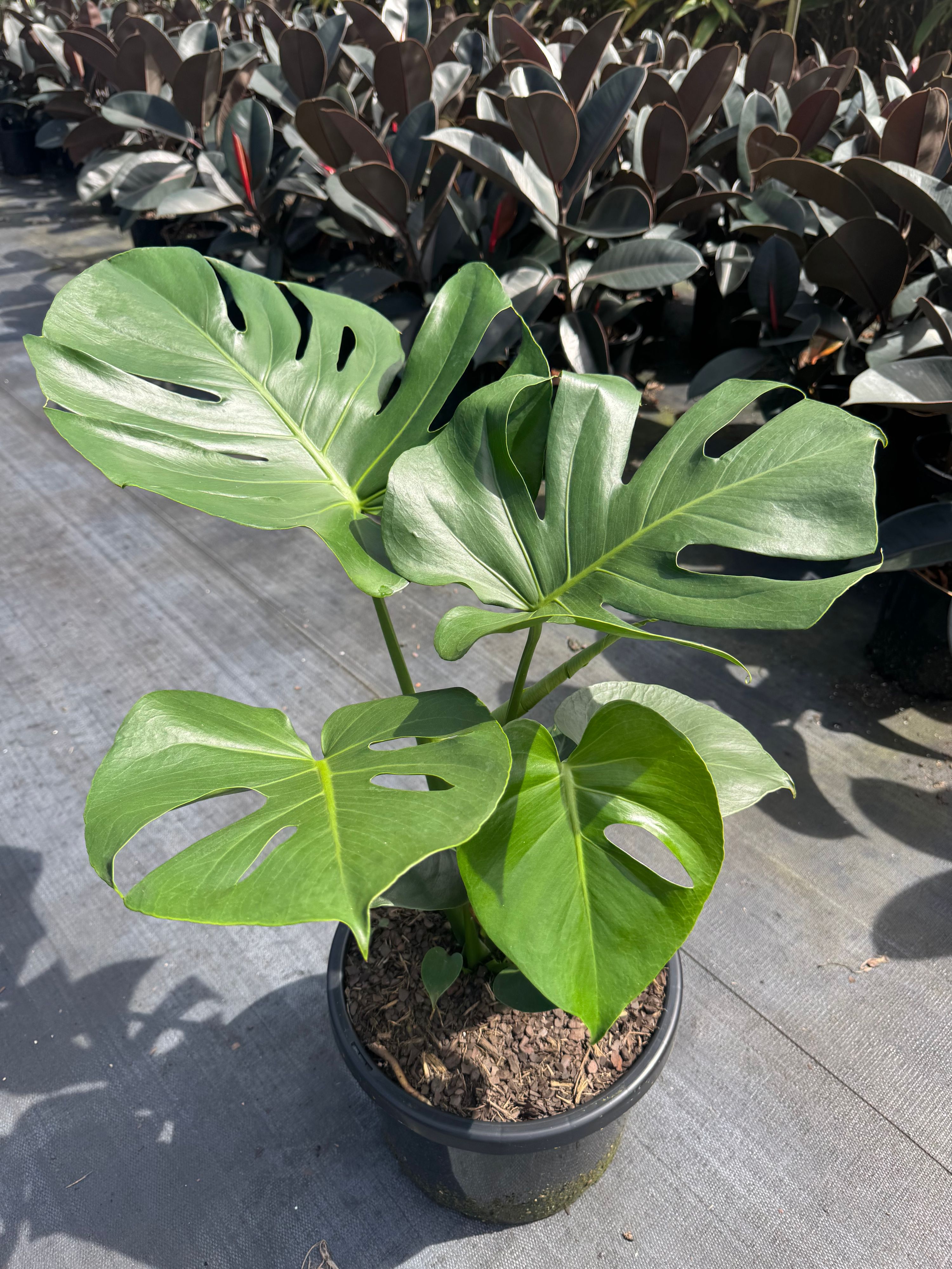 Monstera deliciosa, photo 3