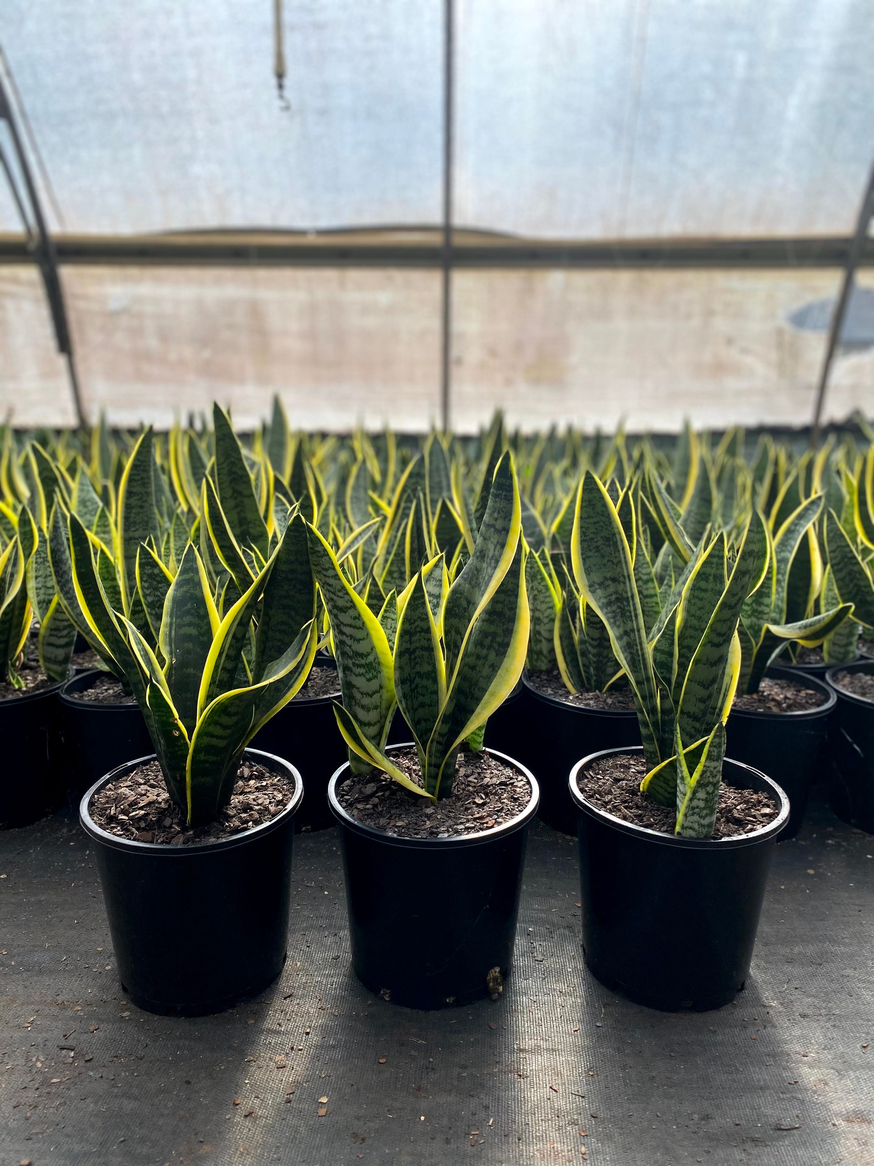 Sansevieria trifasciata Superba grown at the nursery