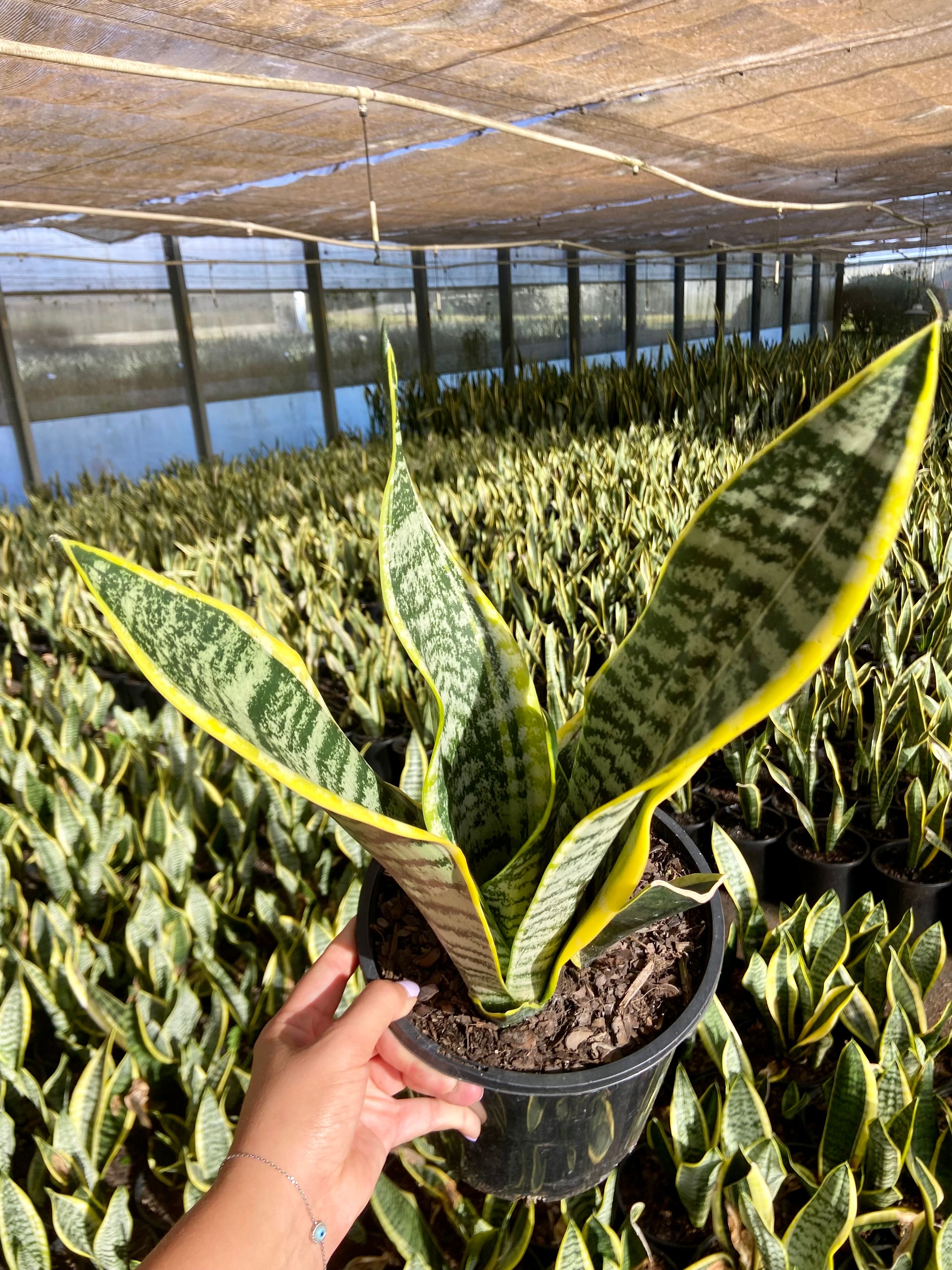 Sansevieria trifasciata Superba, photo 7