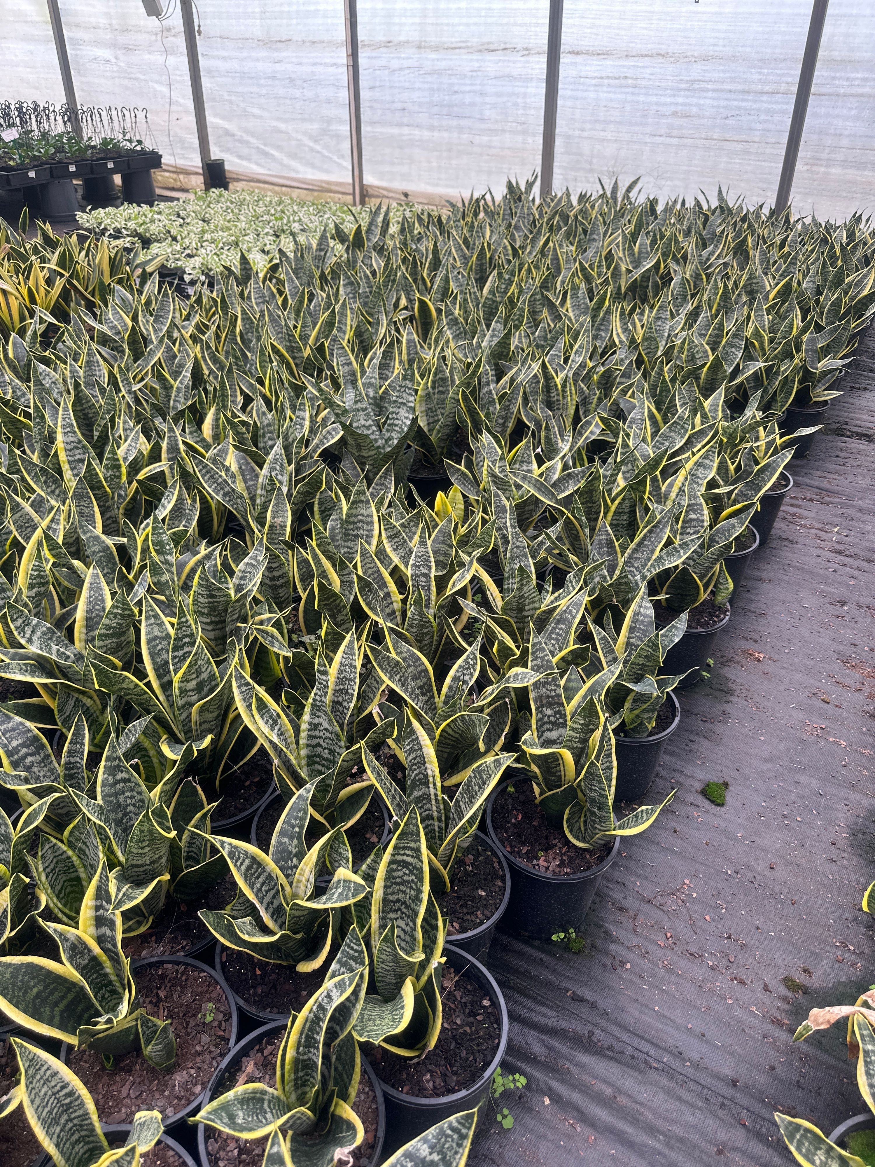 Sansevieria trifasciata Superba, photo 2