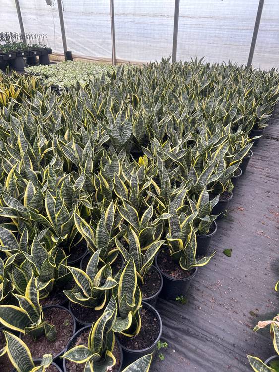 Sansevieria trifasciata Superba, photo 2