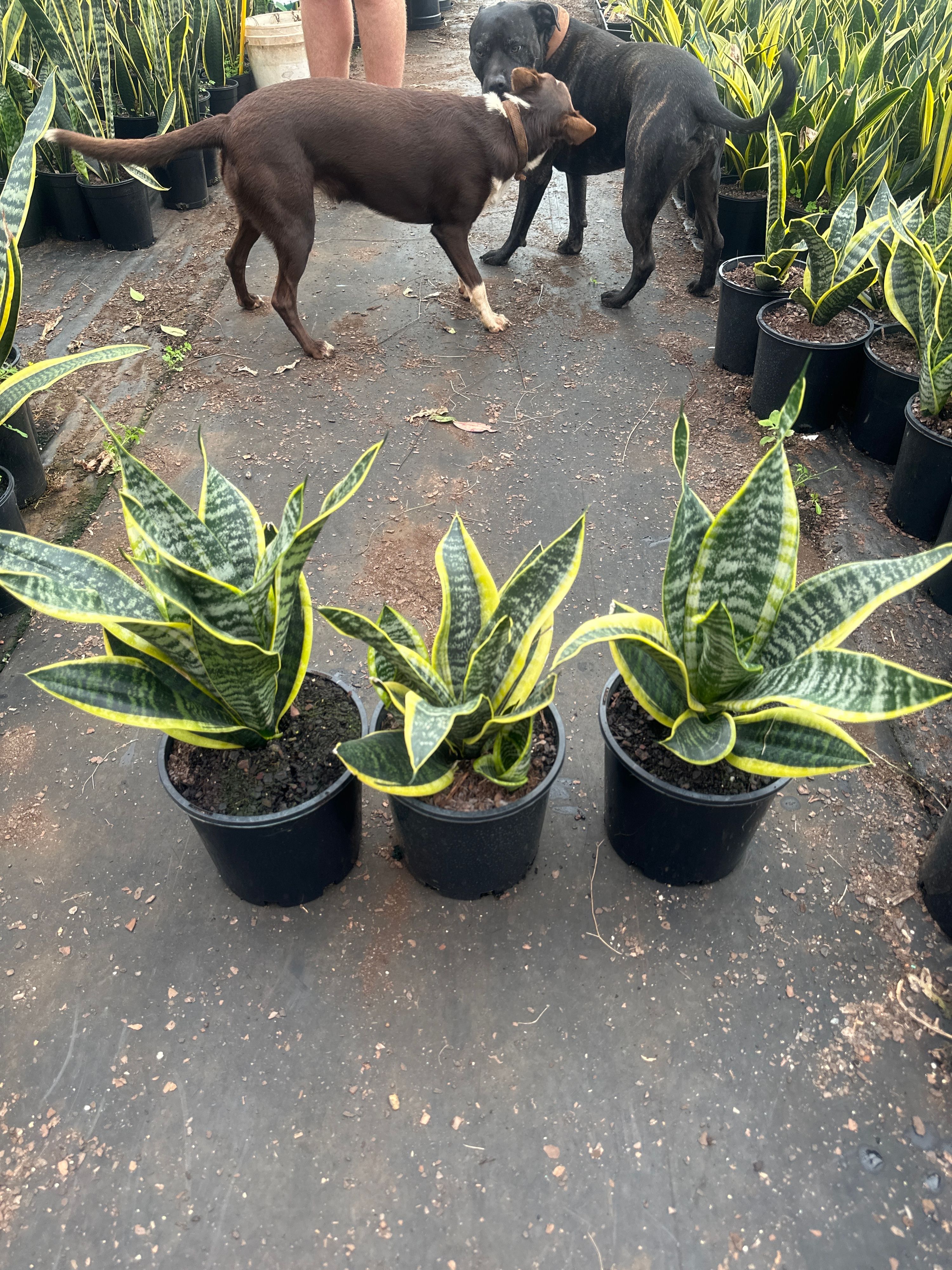 Sansevieria trifasciata Superba, photo 3