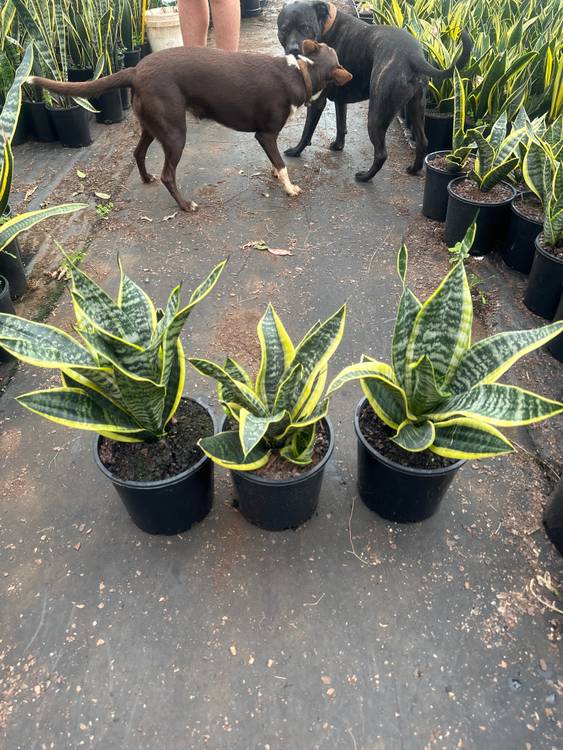 Sansevieria trifasciata Superba, photo 3