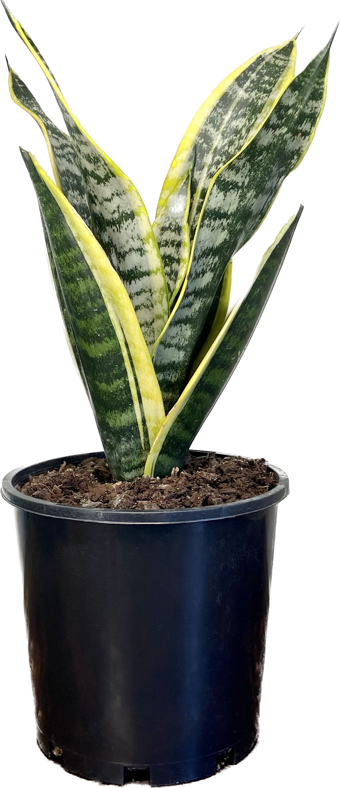 Sansevieria trifasciata Superba, photo 5