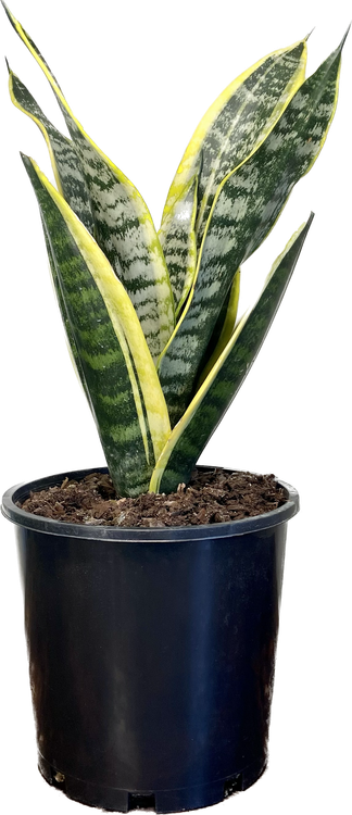 Sansevieria trifasciata Superba, photo 5