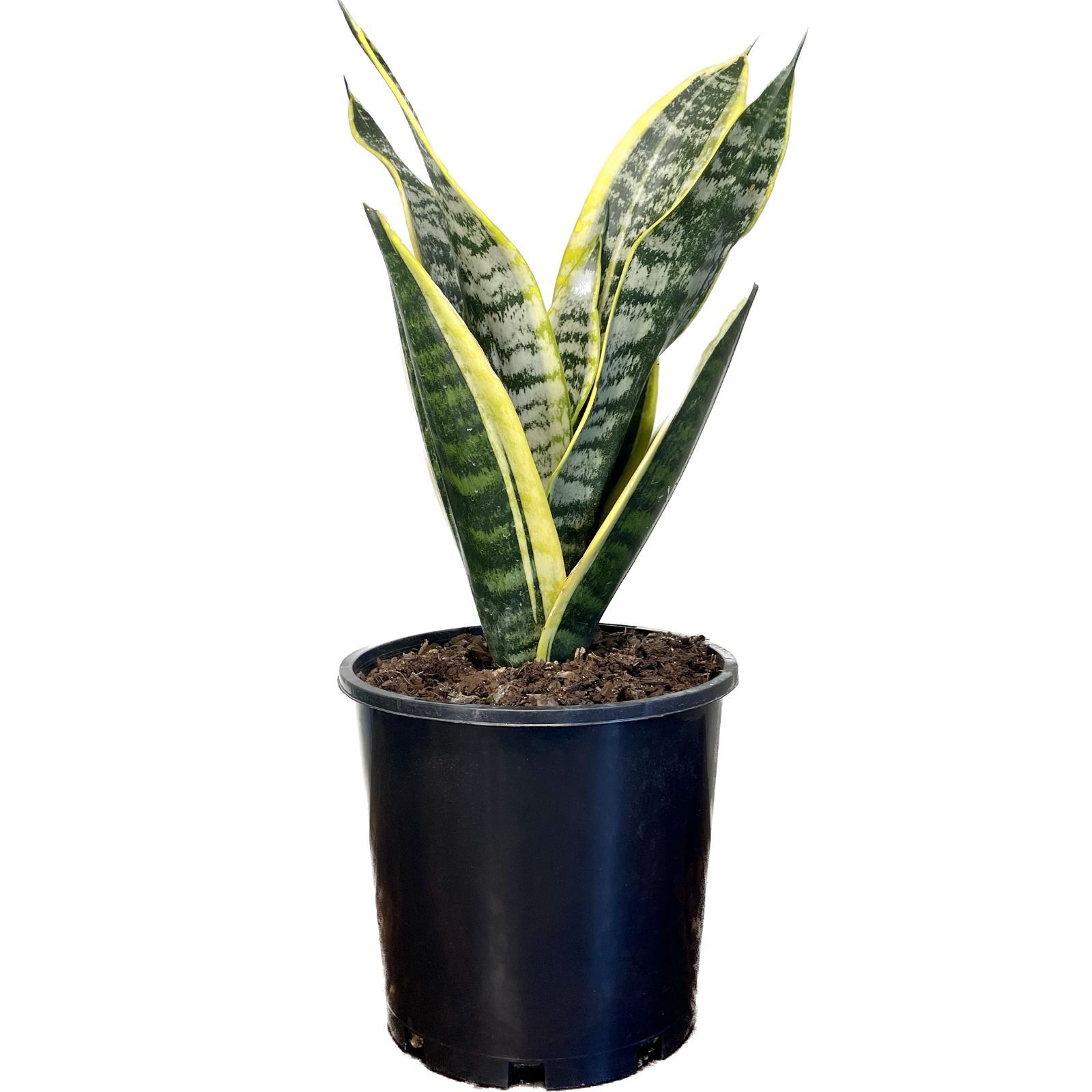 Sansevieria trifasciata Superba, photo 6
