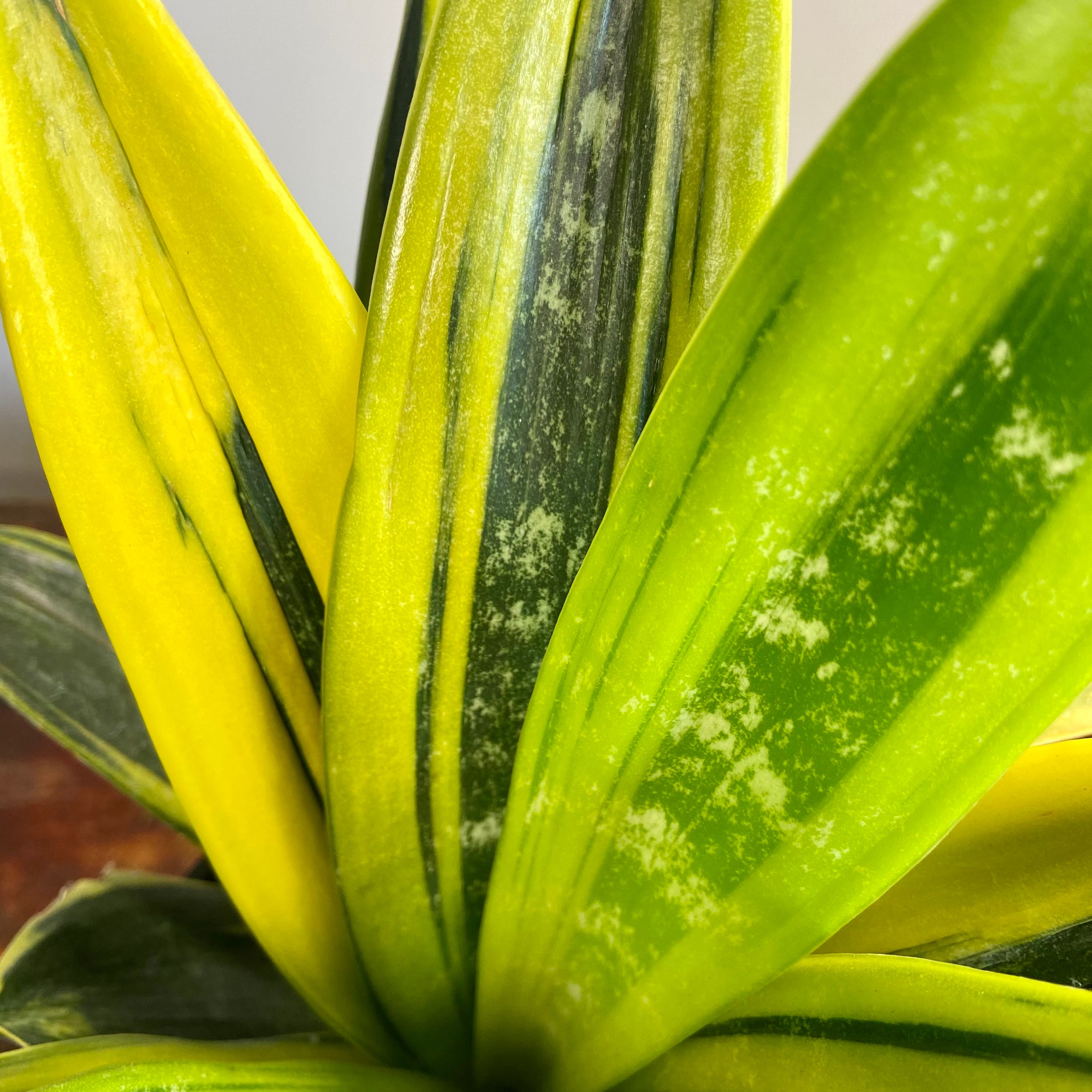 Sansevieria Golden Flame grown at the nursery