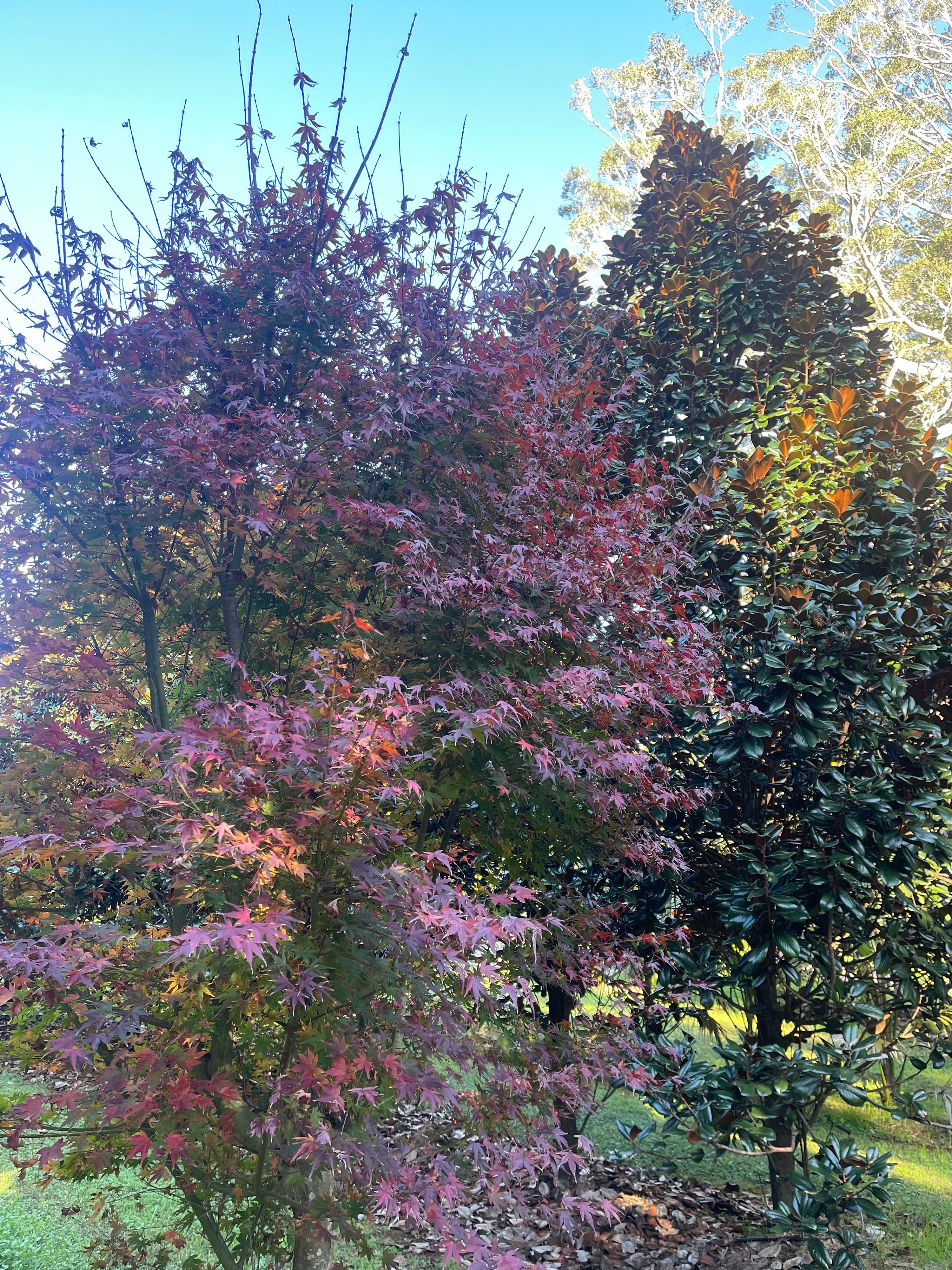 Acer palmatum (Japanese Maple) grown at the nursery