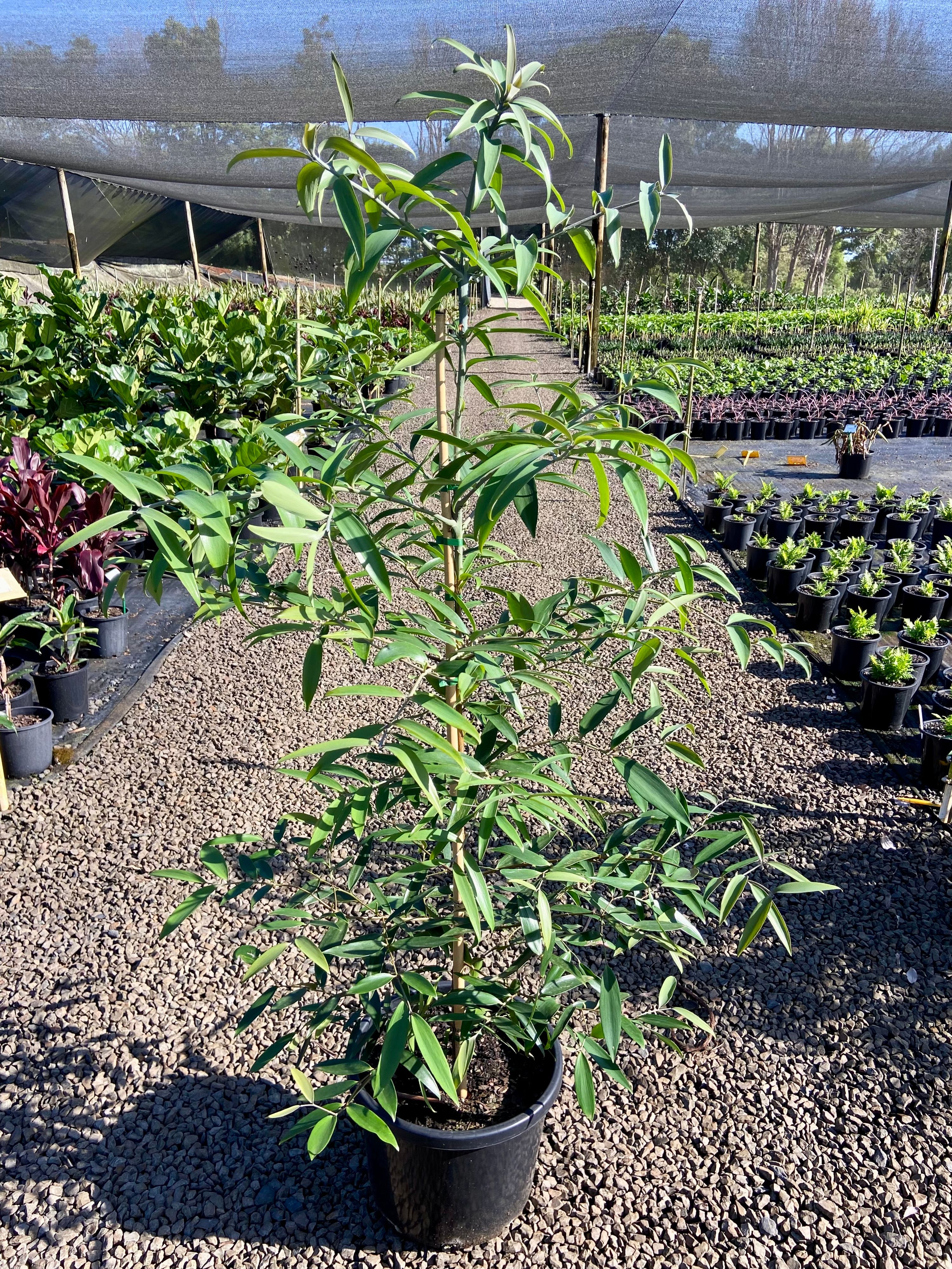 Agathis Robusta grown at the nursery