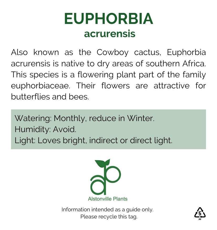 Euphorbia accruensis, photo 2