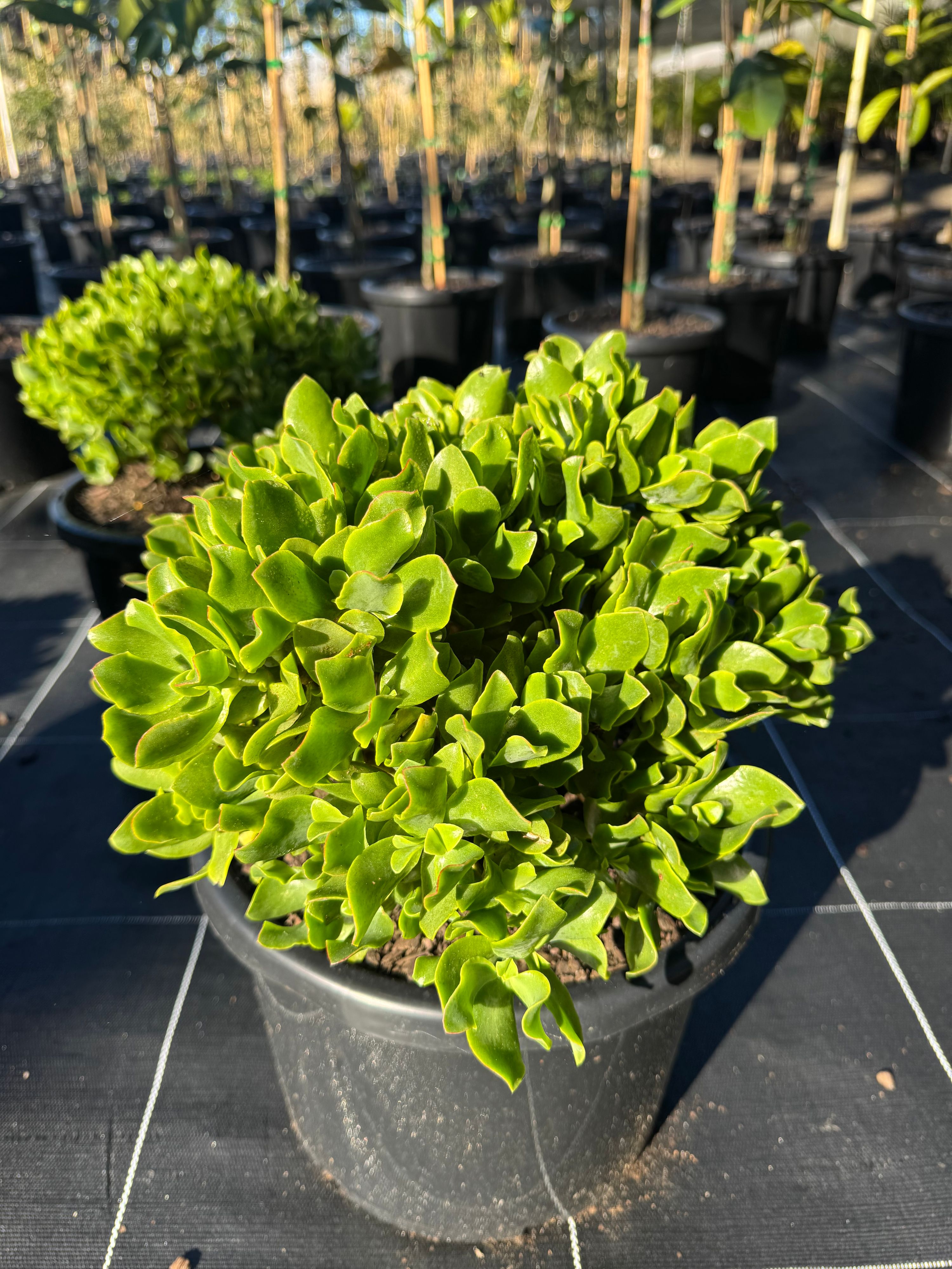 Crassula ovata undulata grown at the nursery