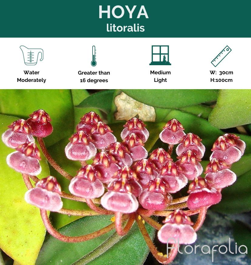 Hoya litoralis, photo 2