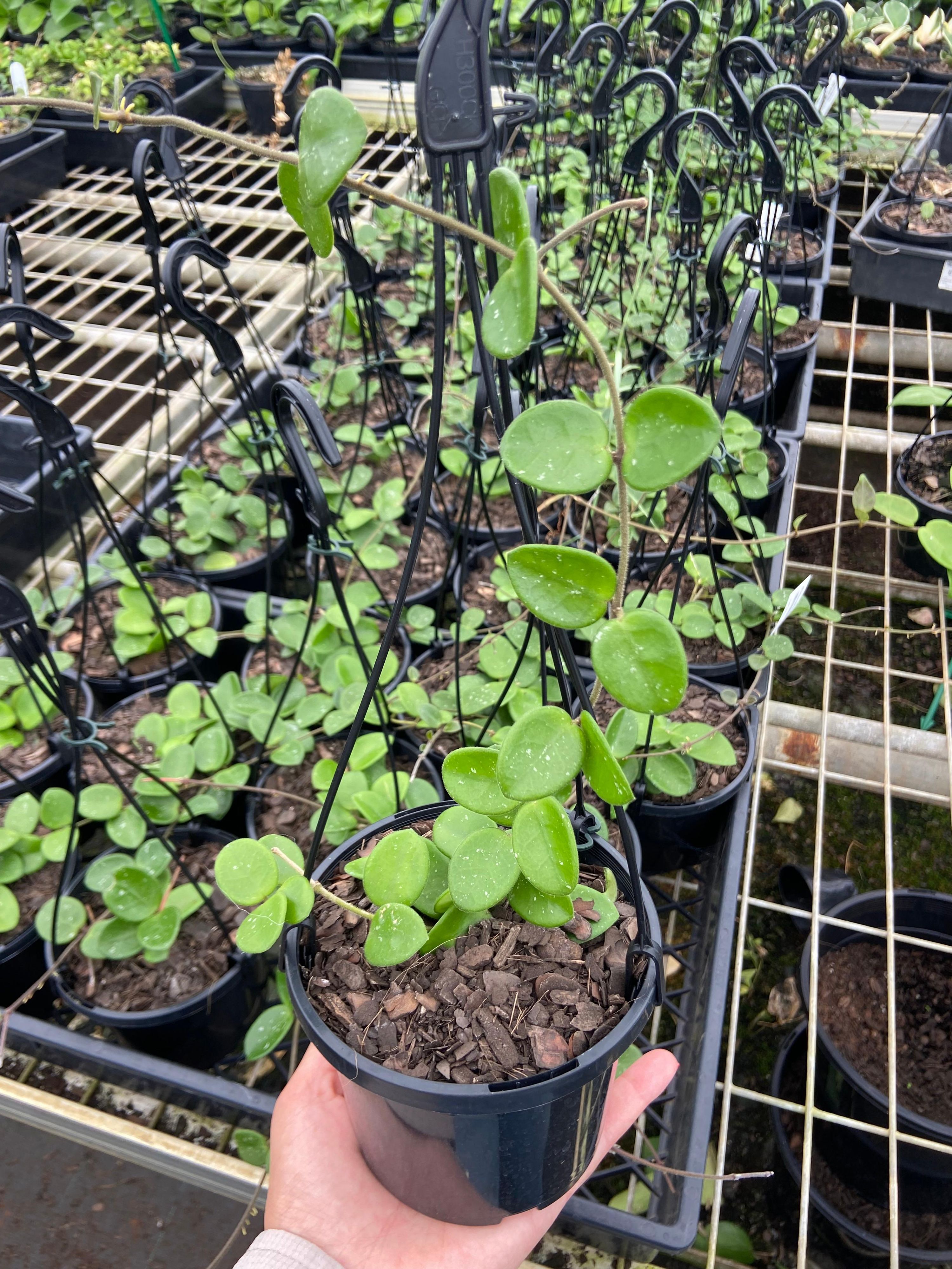 Hoya Mathilde grown at the nursery