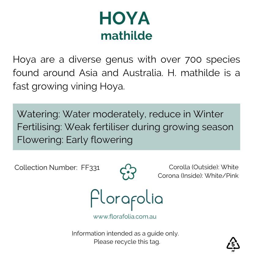Hoya Mathilde, photo 2