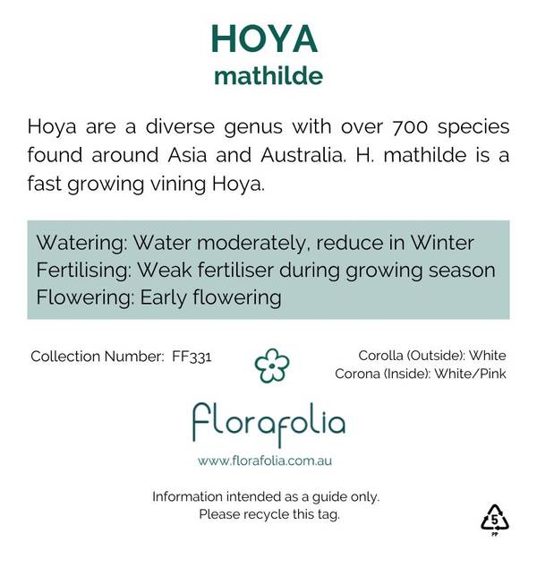 Hoya Mathilde, photo 2