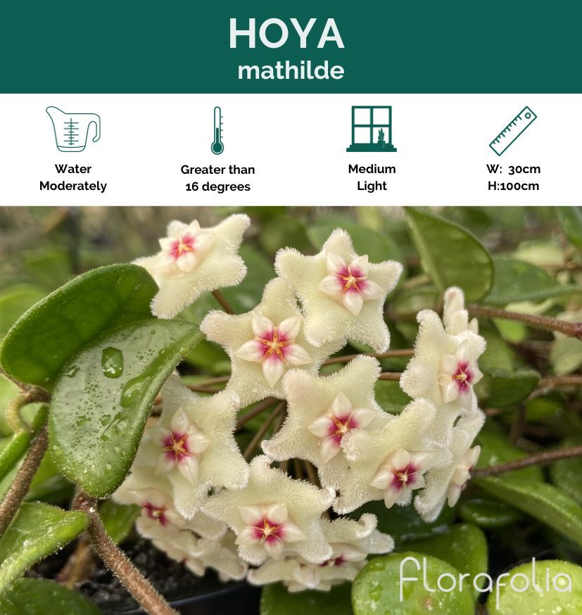 Hoya Mathilde, photo 3