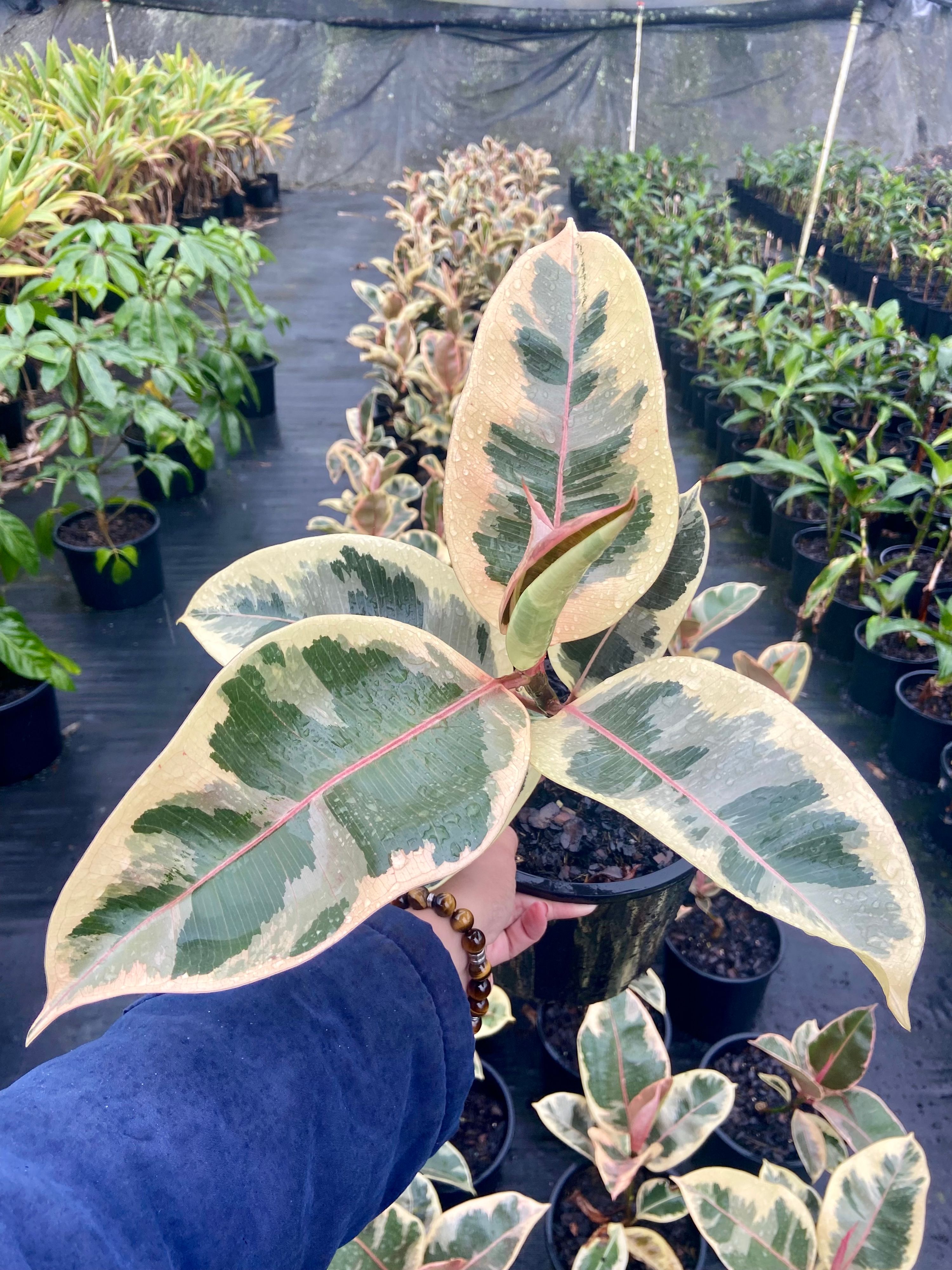 Ficus elastica Tineke, photo 4