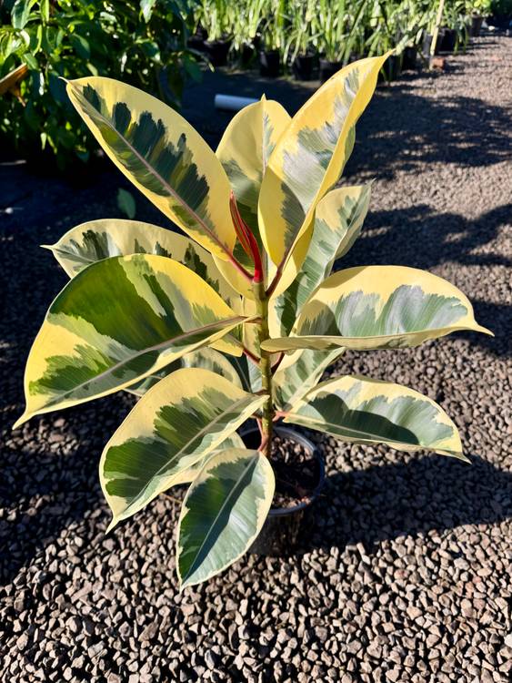 Ficus elastica Tineke, photo 3