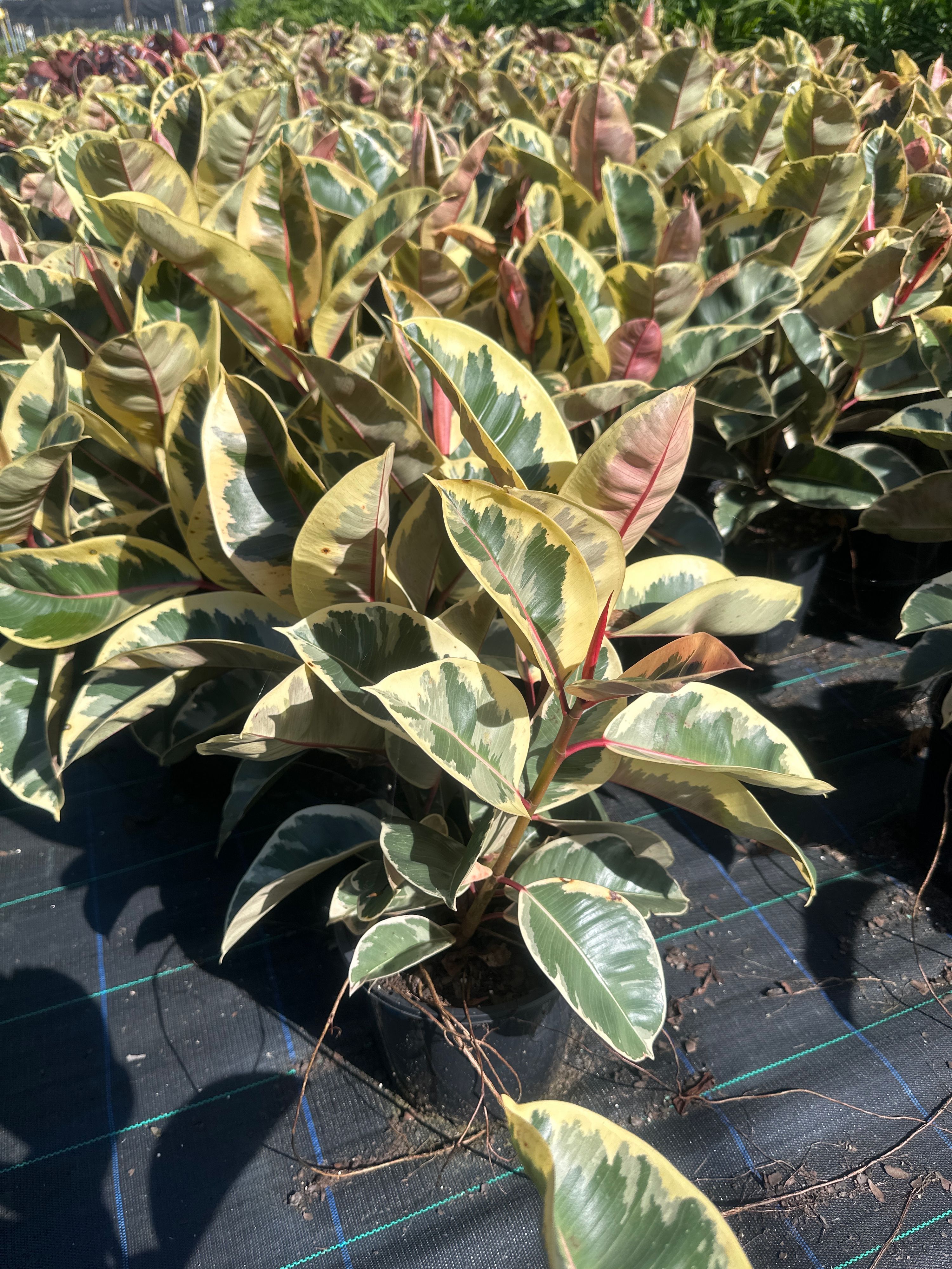Ficus elastica Tineke, photo 3