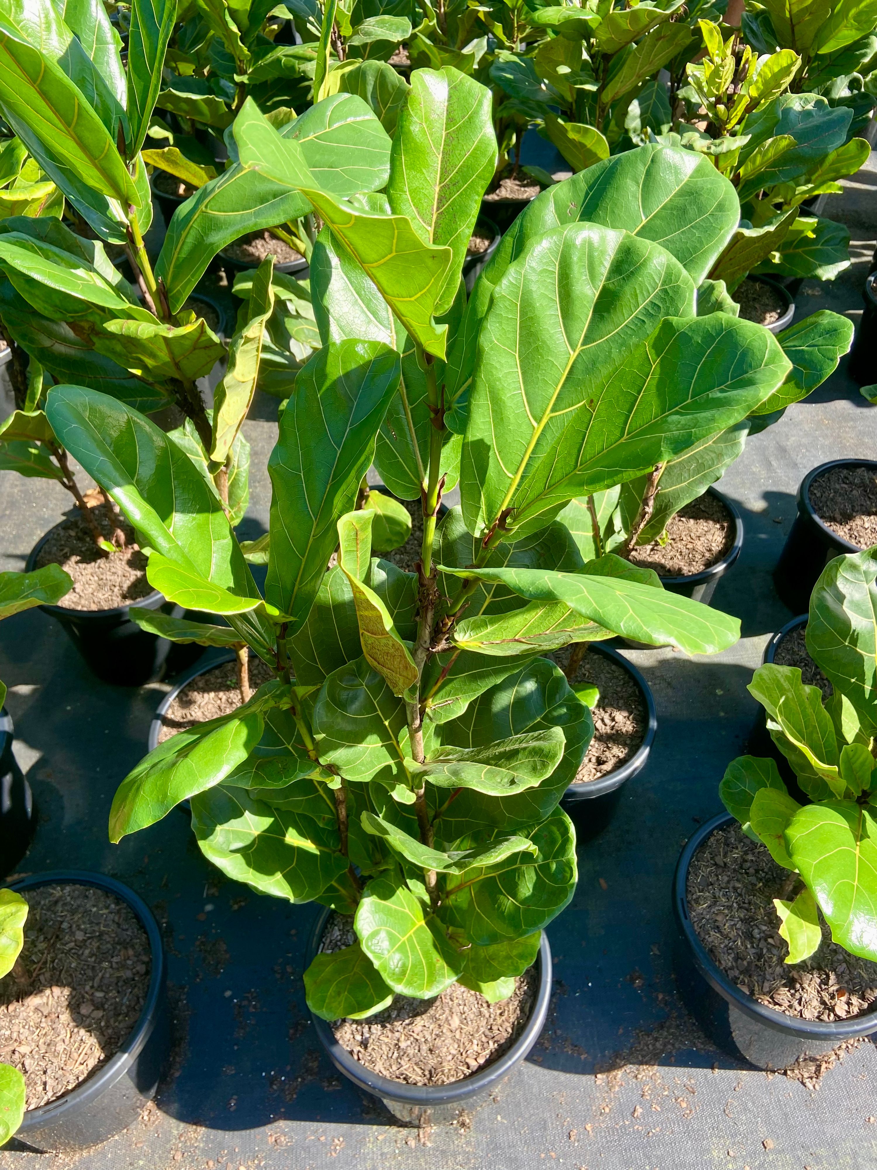 Ficus lyrata, photo 3