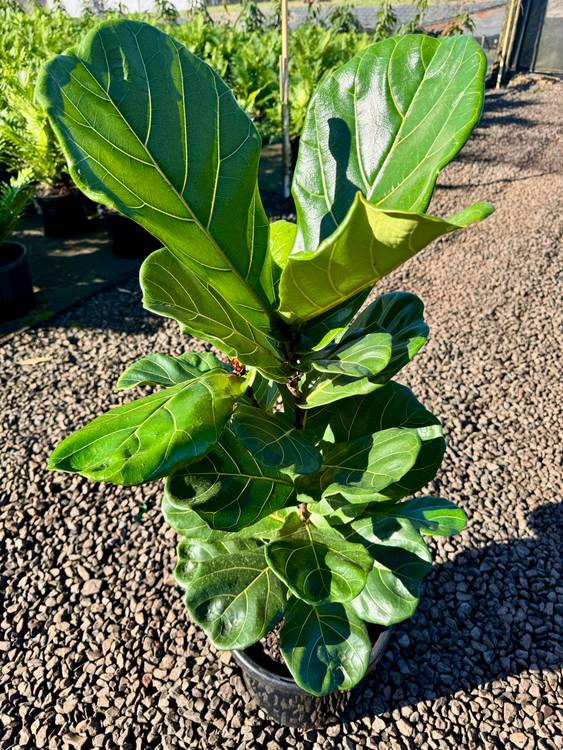 Ficus lyrata, photo 4