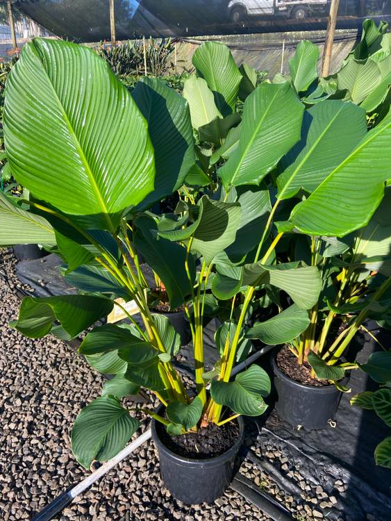 Calathea lutea, photo 4