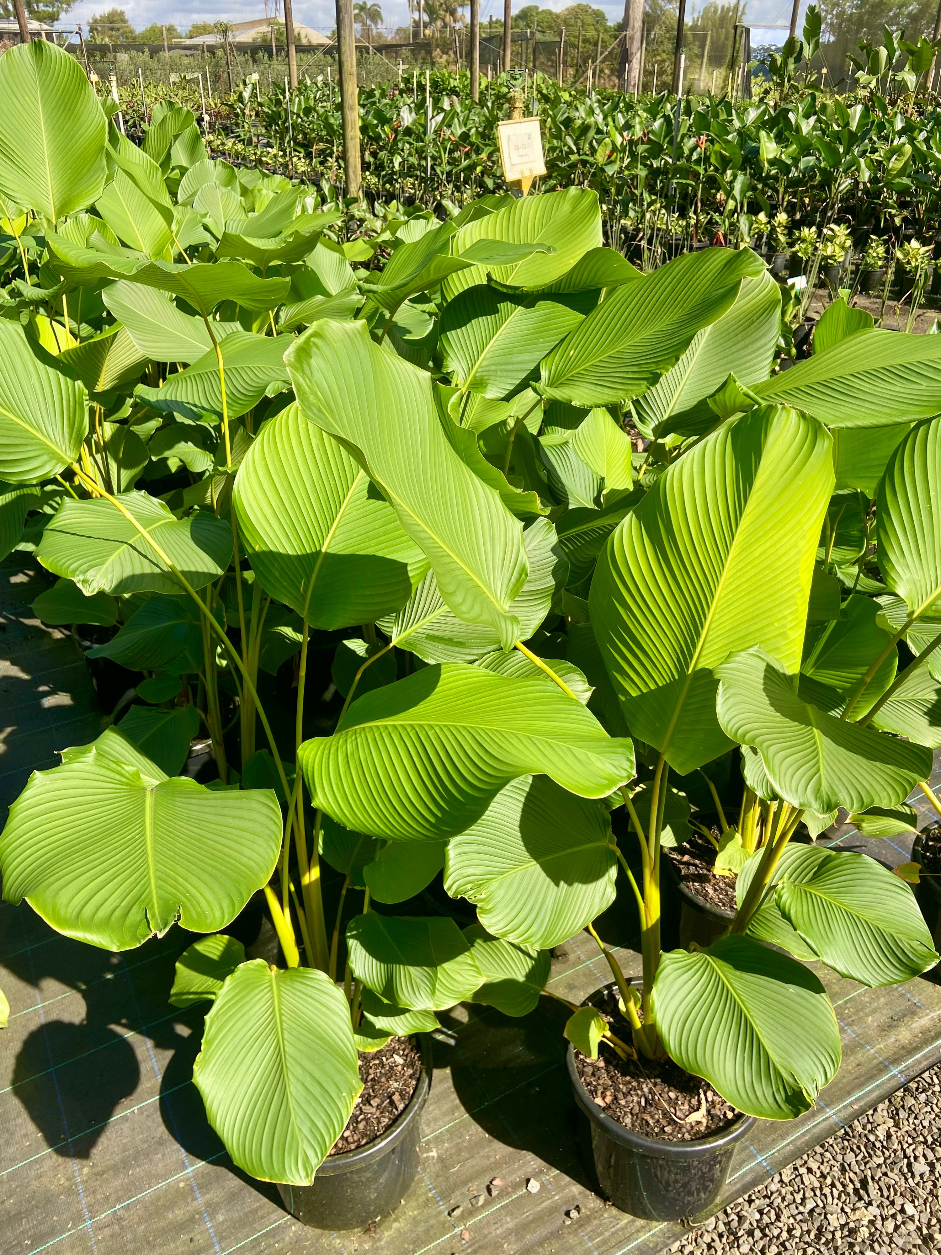 Calathea lutea, photo 5