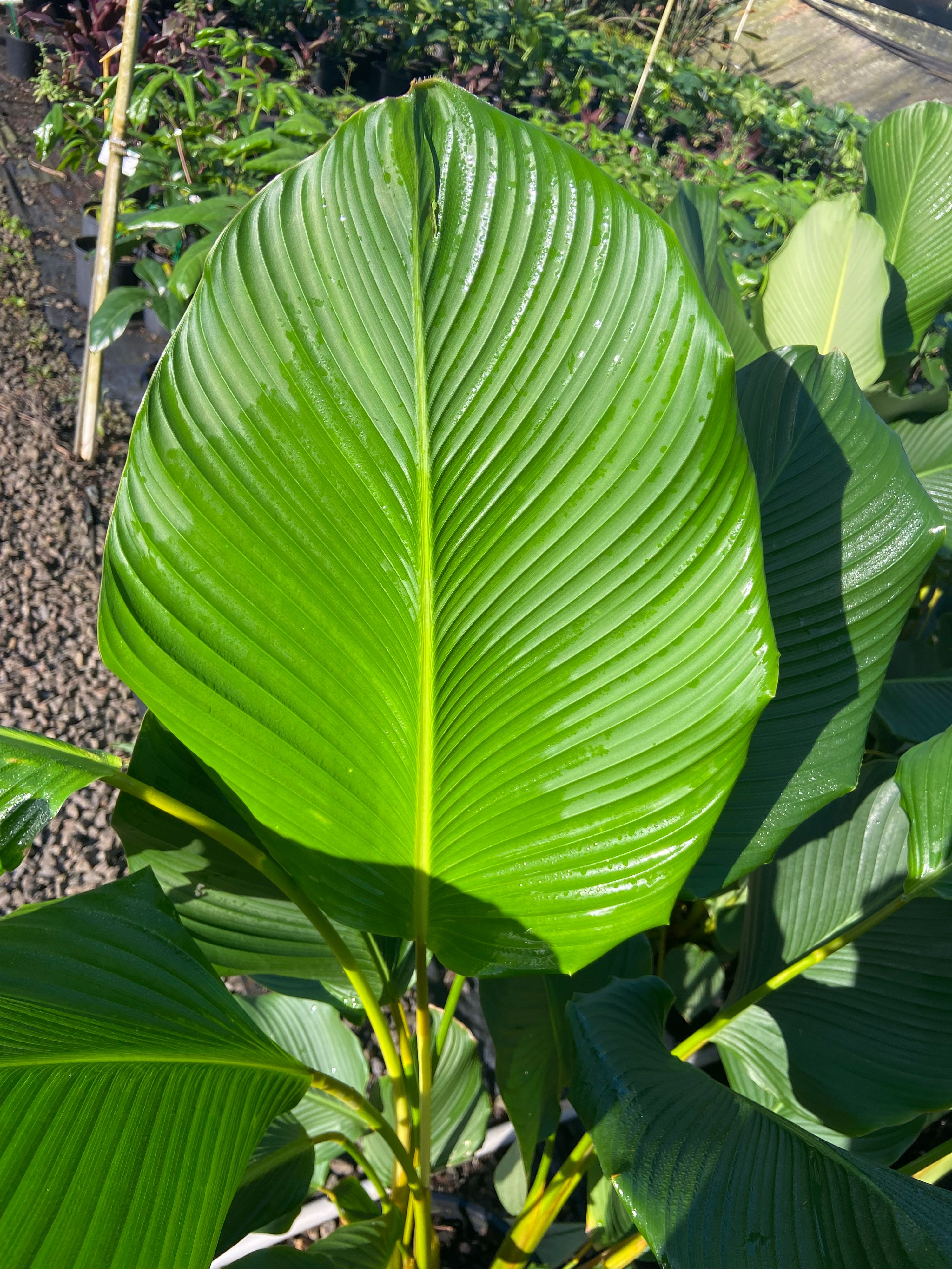 Calathea lutea, photo 3