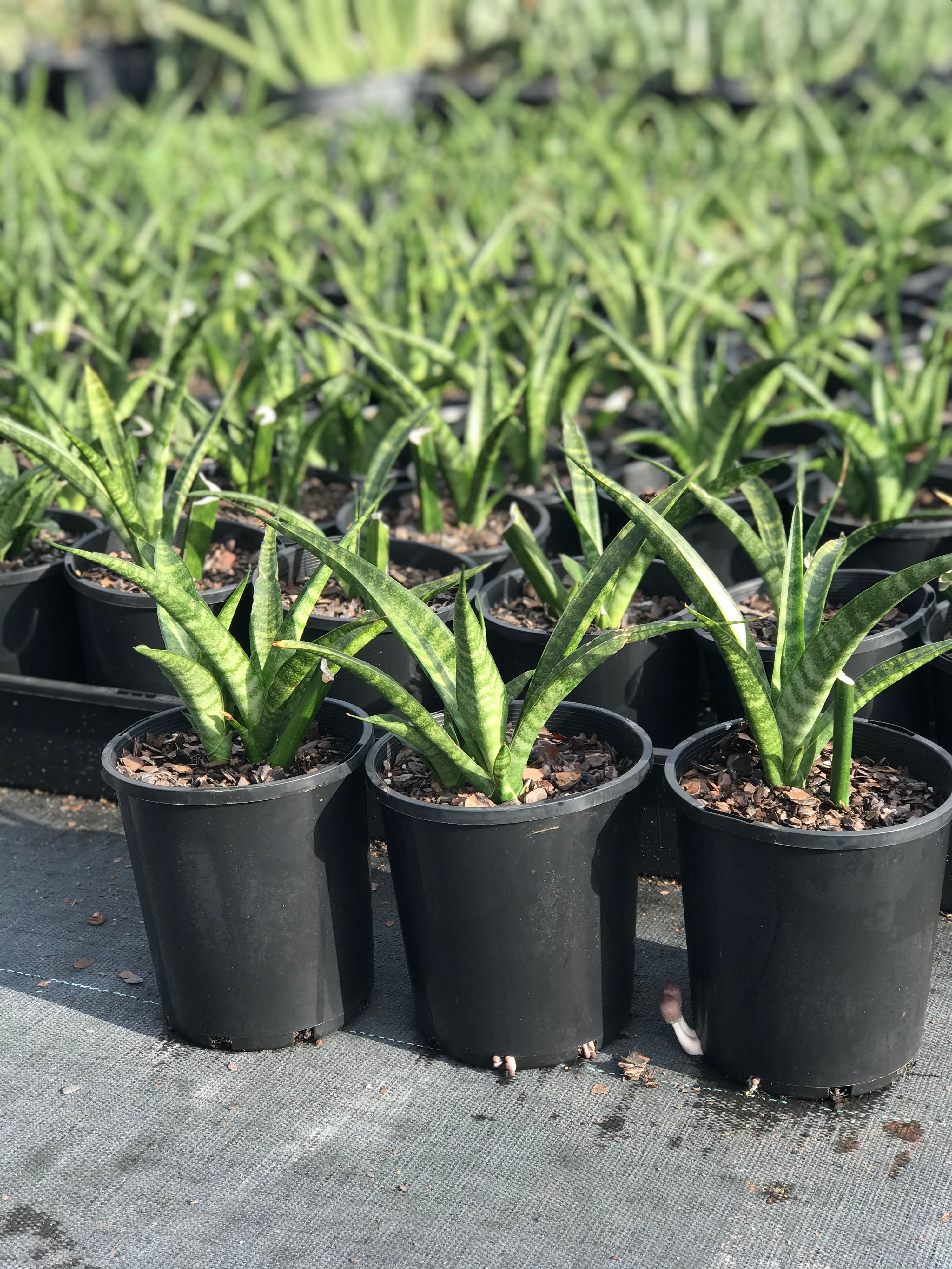 Sansevieria parva (Uganda) grown at the nursery