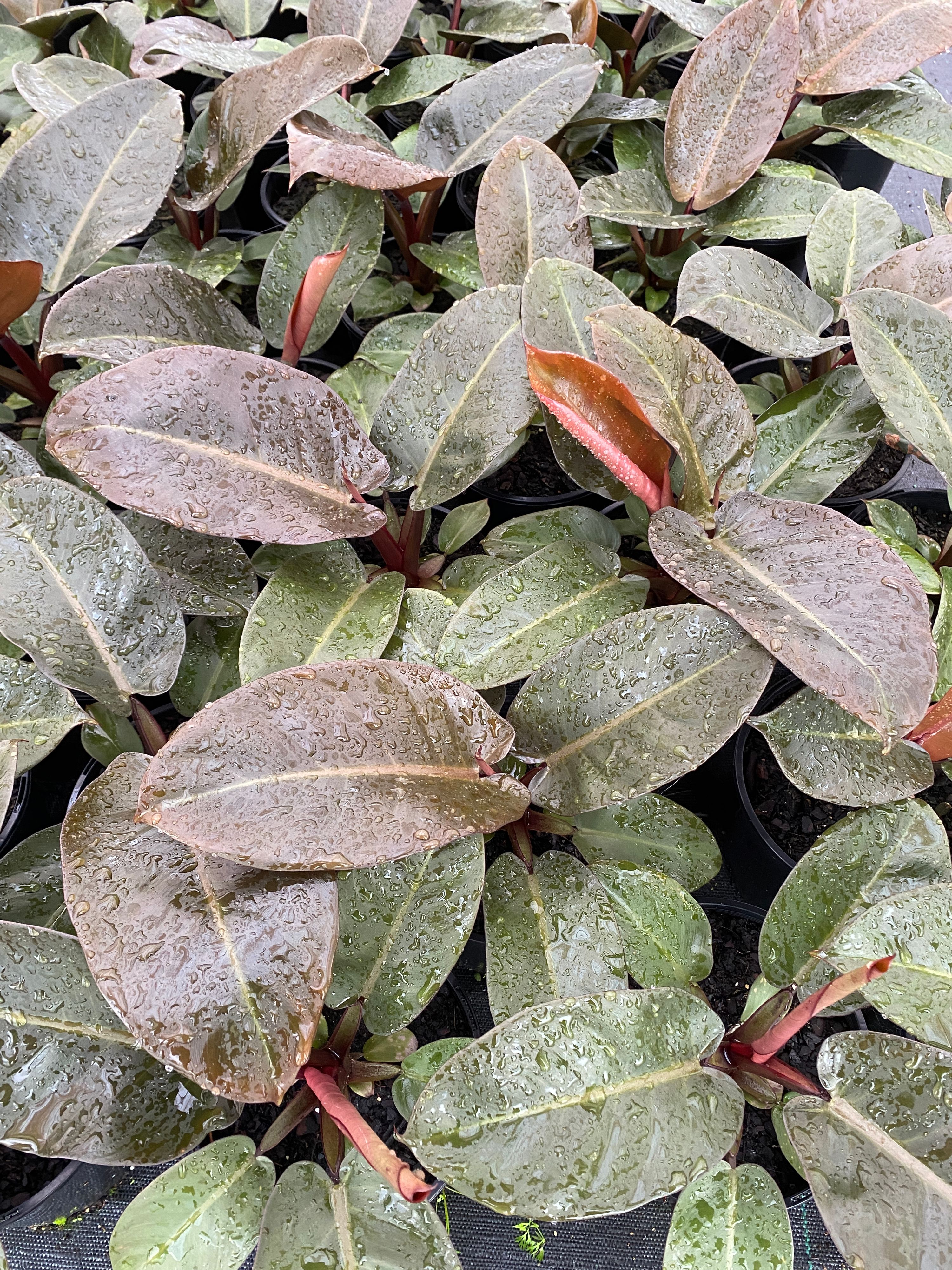 Philodendron Black Cardinal grown at the nursery